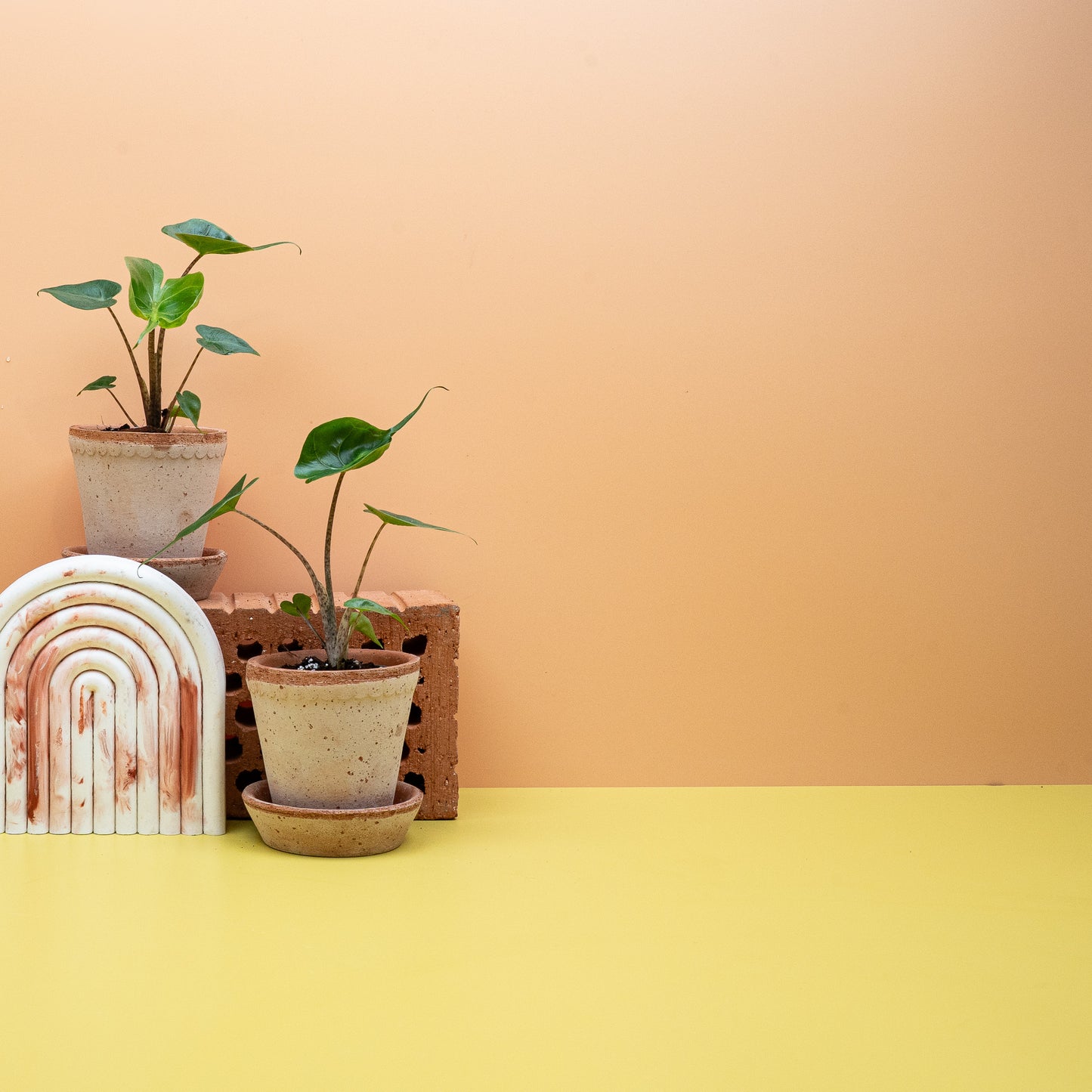 ALOCASIA STINGRAY online bestellen bei potflourri