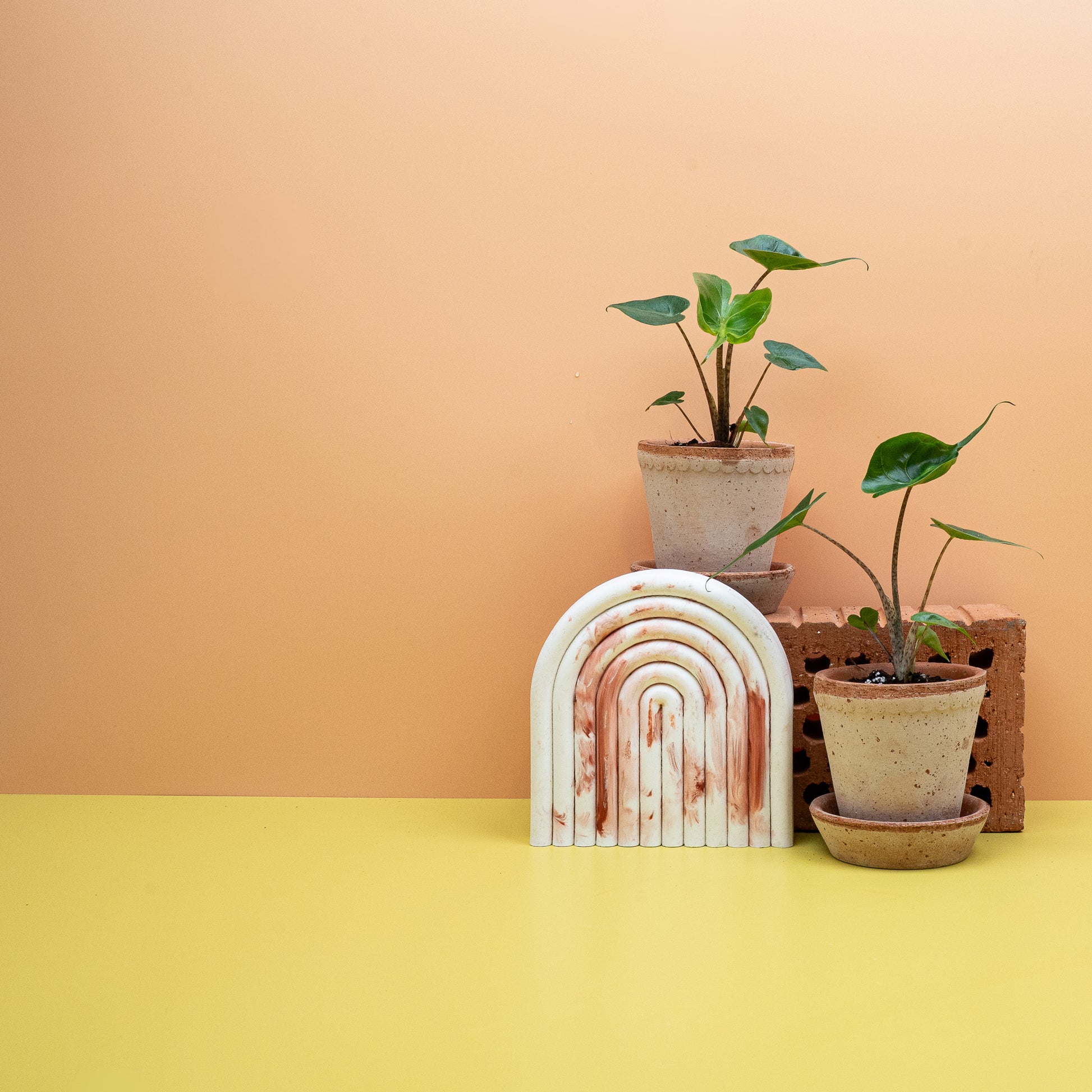 ALOCASIA STINGRAY online bestellen bei potflourri