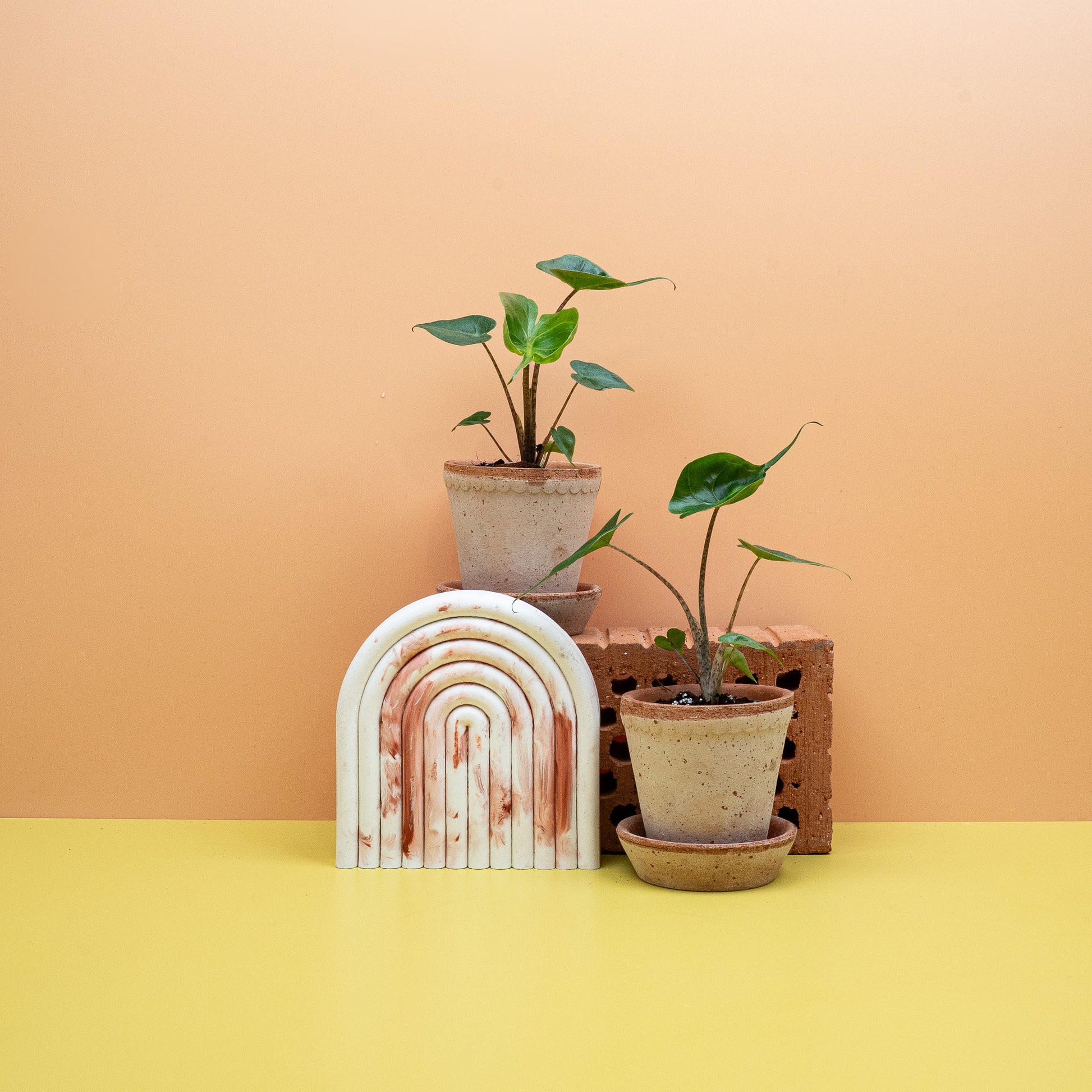 ALOCASIA STINGRAY online bestellen bei potflourri