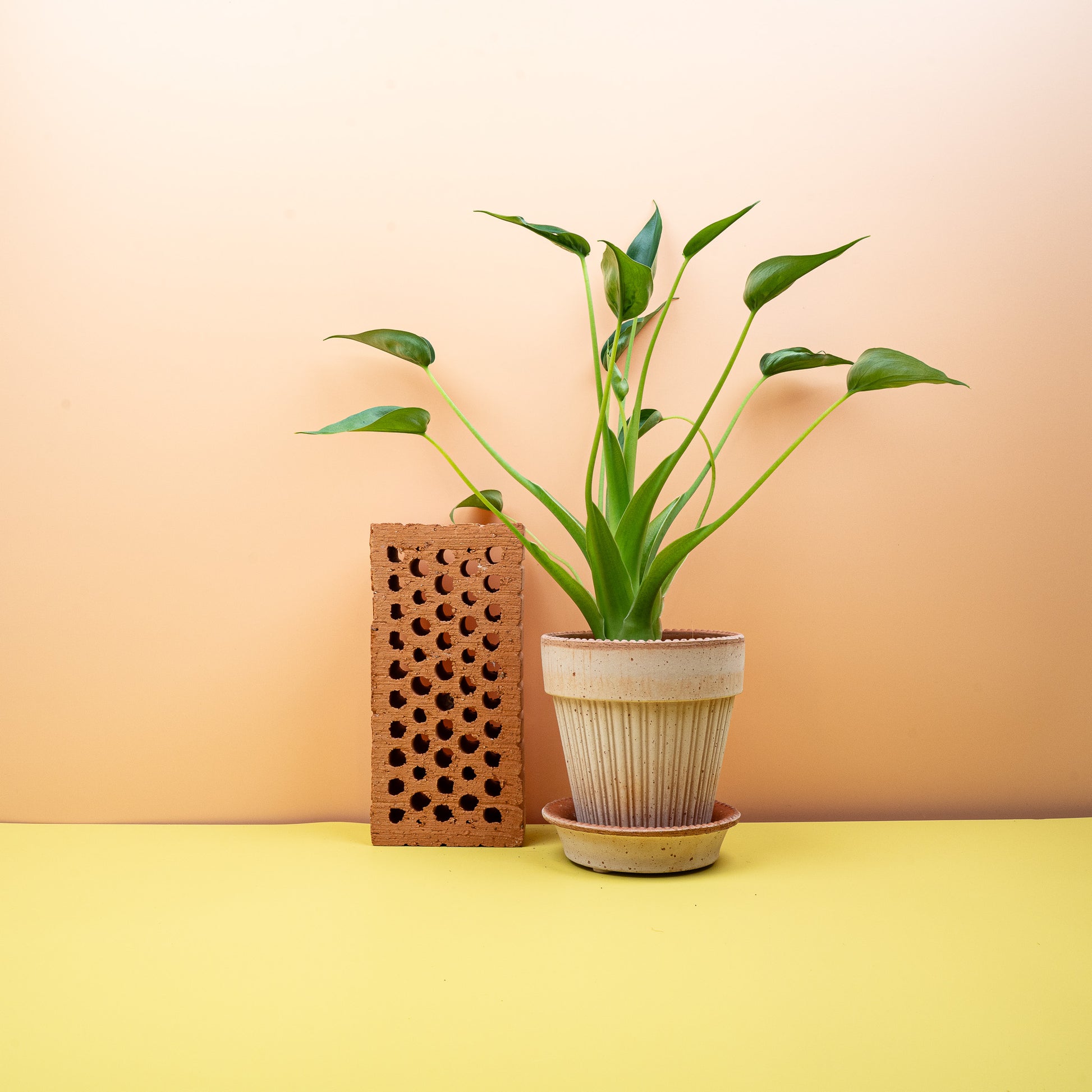 ALOCASIA TINY DANCER online bestellen bei potflourri
