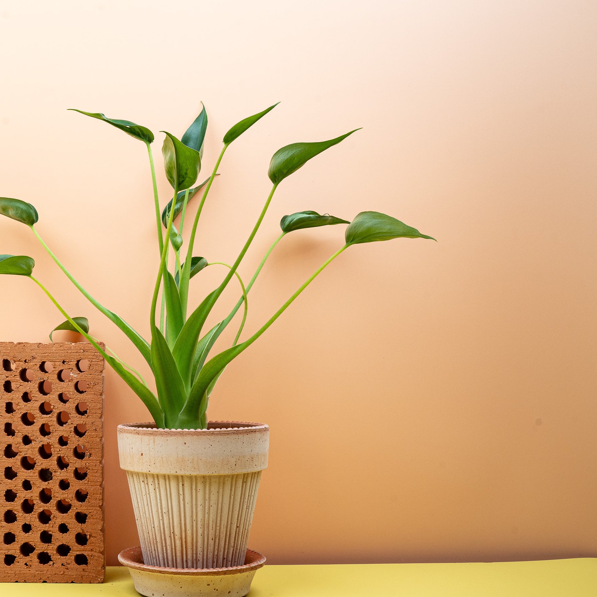 ALOCASIA TINY DANCER online bestellen bei potflourri
