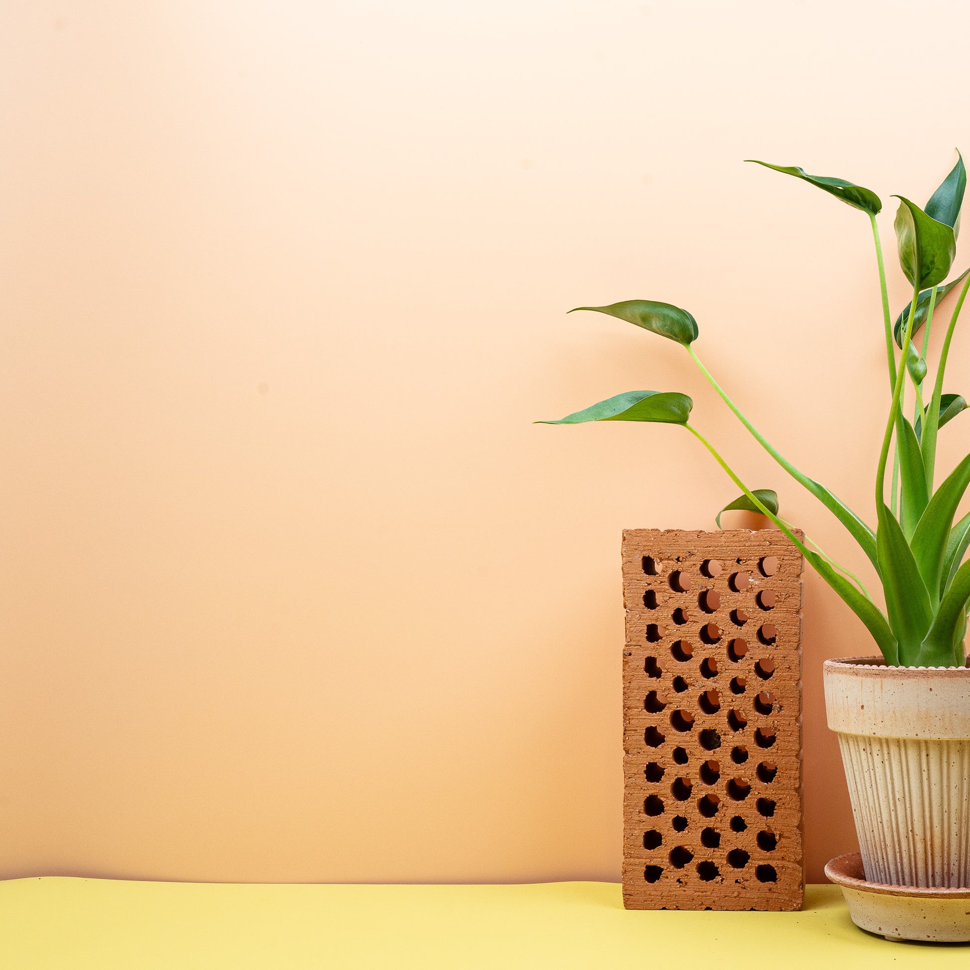 ALOCASIA TINY DANCER online bestellen bei potflourri