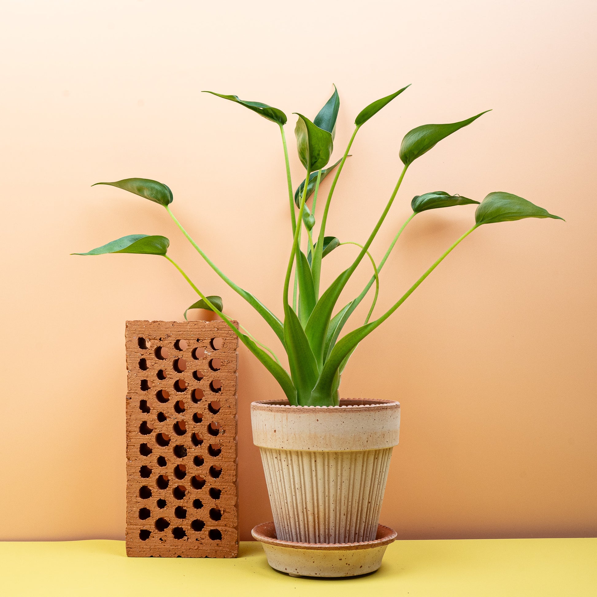 ALOCASIA TINY DANCER online bestellen bei potflourri