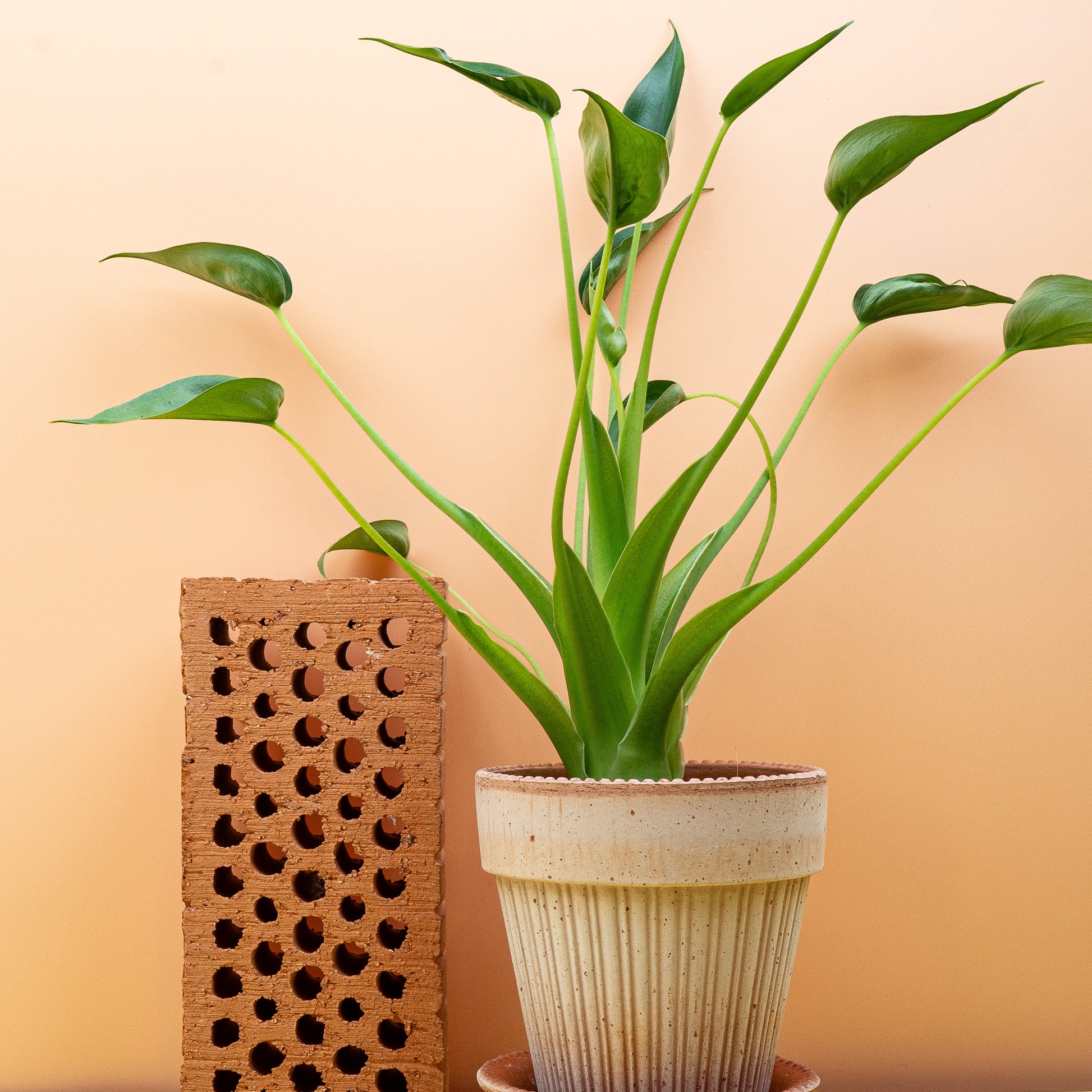 ALOCASIA TINY DANCER online bestellen bei potflourri