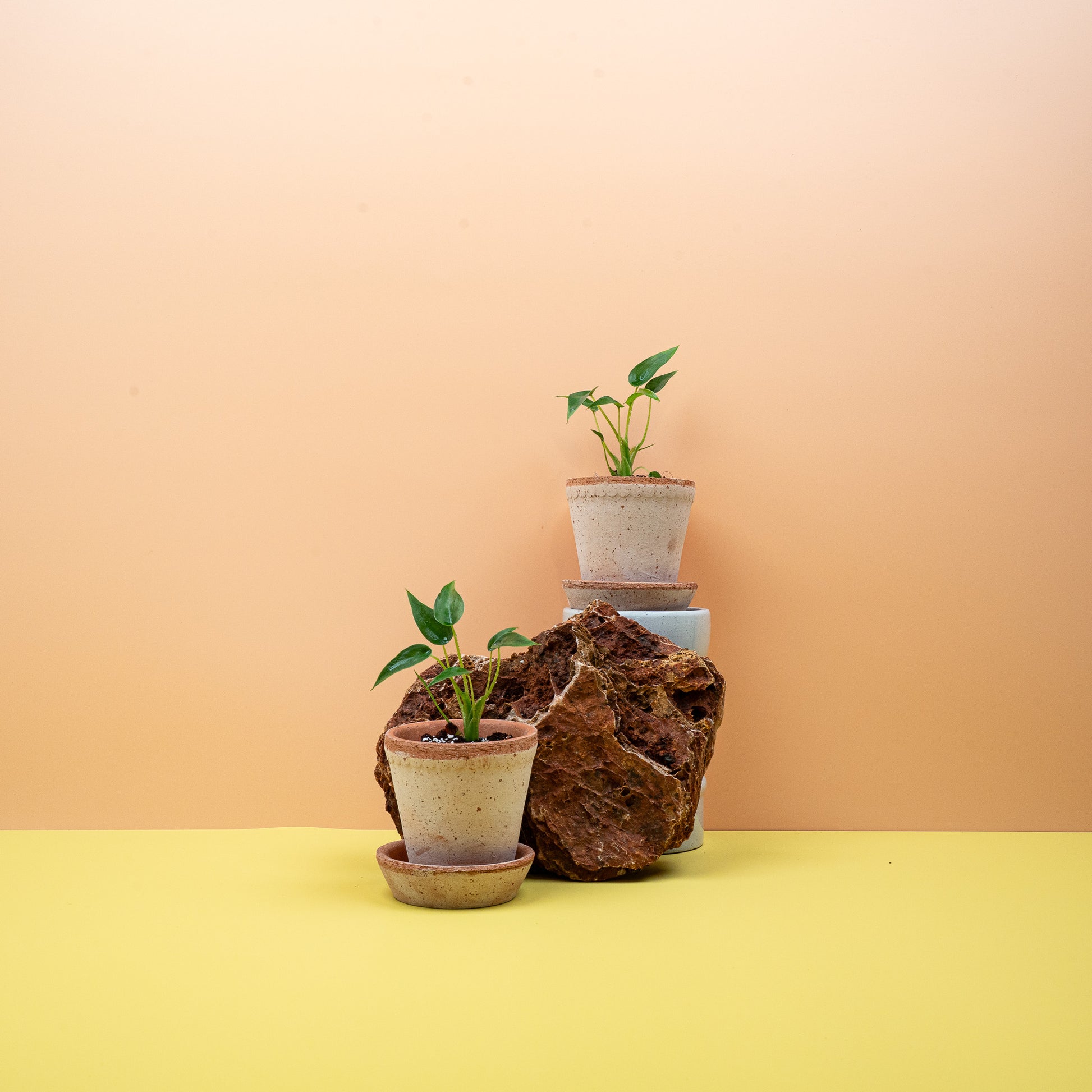 ALOCASIA TINY DANCER online bestellen bei potflourri