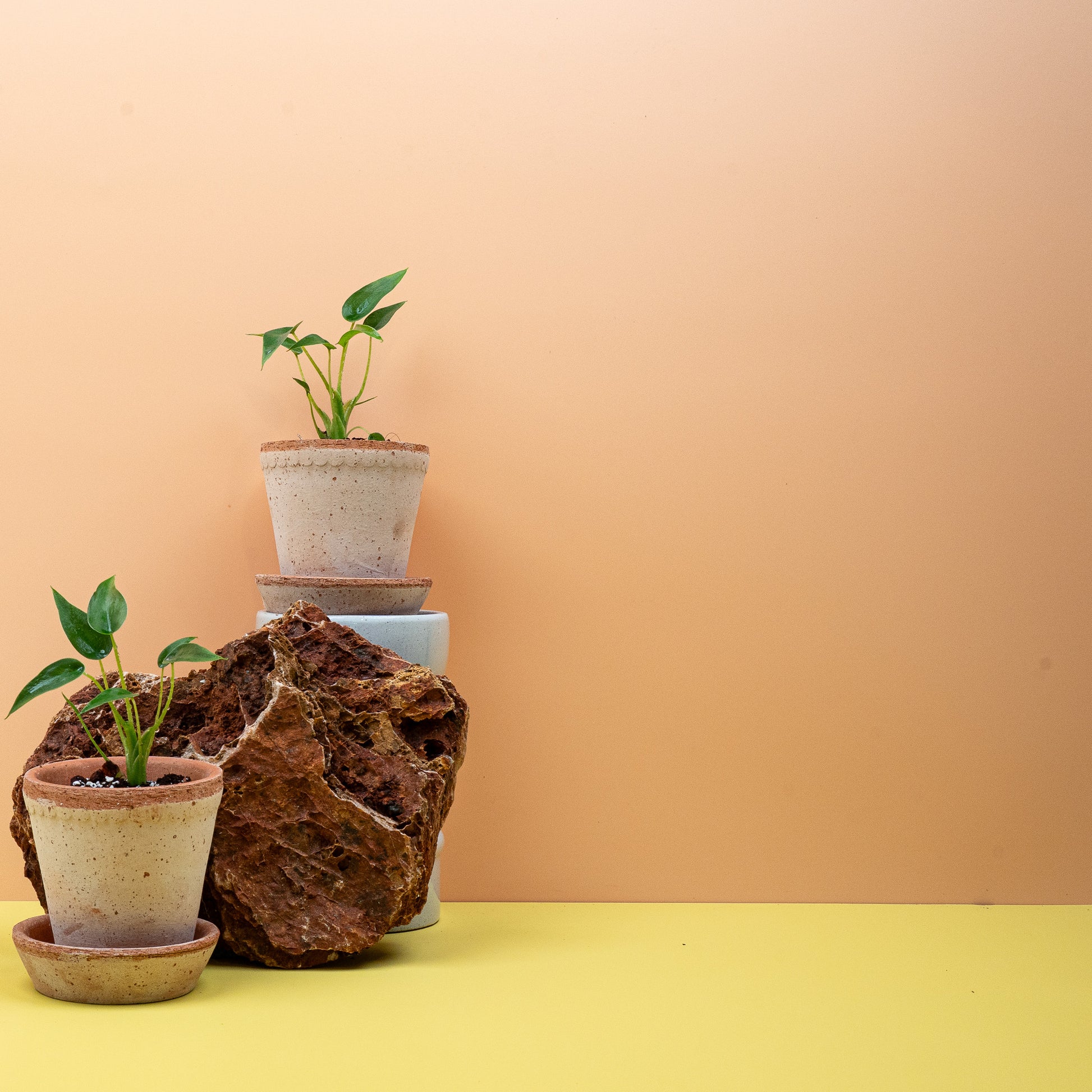 ALOCASIA TINY DANCER online bestellen bei potflourri