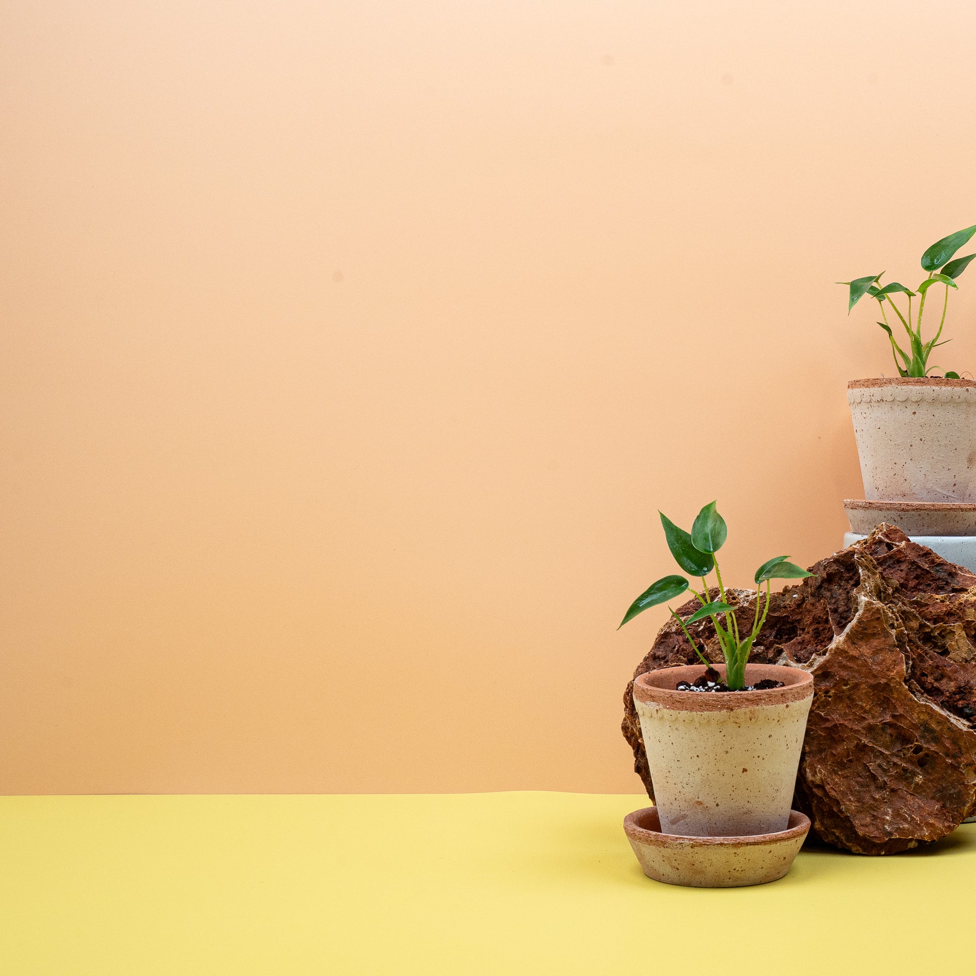 ALOCASIA TINY DANCER online bestellen bei potflourri