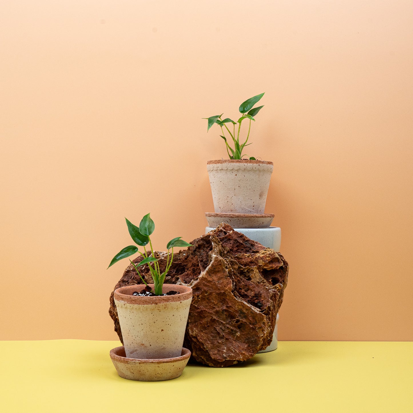 ALOCASIA TINY DANCER online bestellen bei potflourri