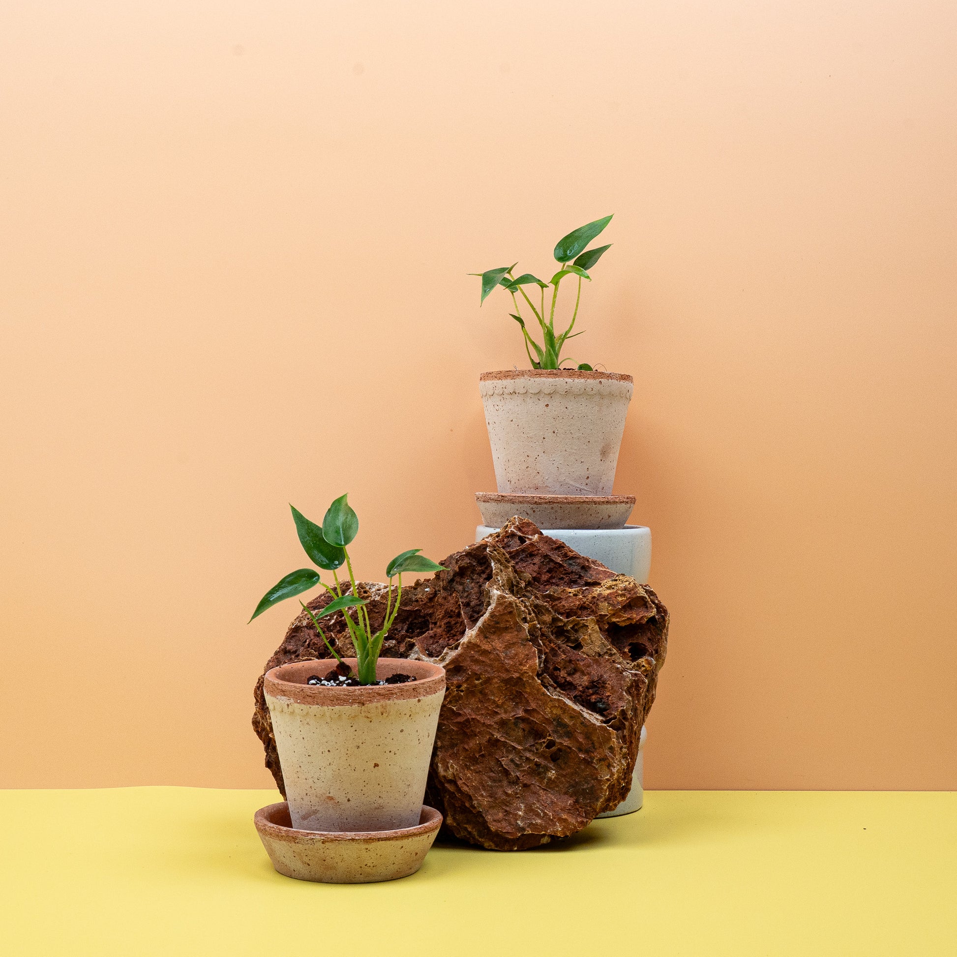 ALOCASIA TINY DANCER online bestellen bei potflourri