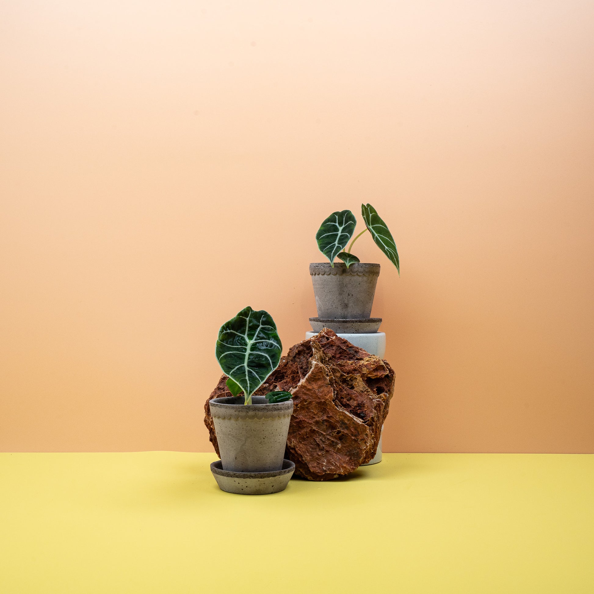 ALOCASIA WATSONIANA online bestellen bei potflourri