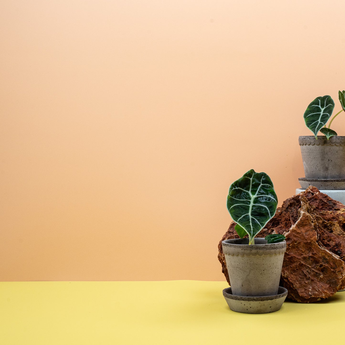 ALOCASIA WATSONIANA online bestellen bei potflourri