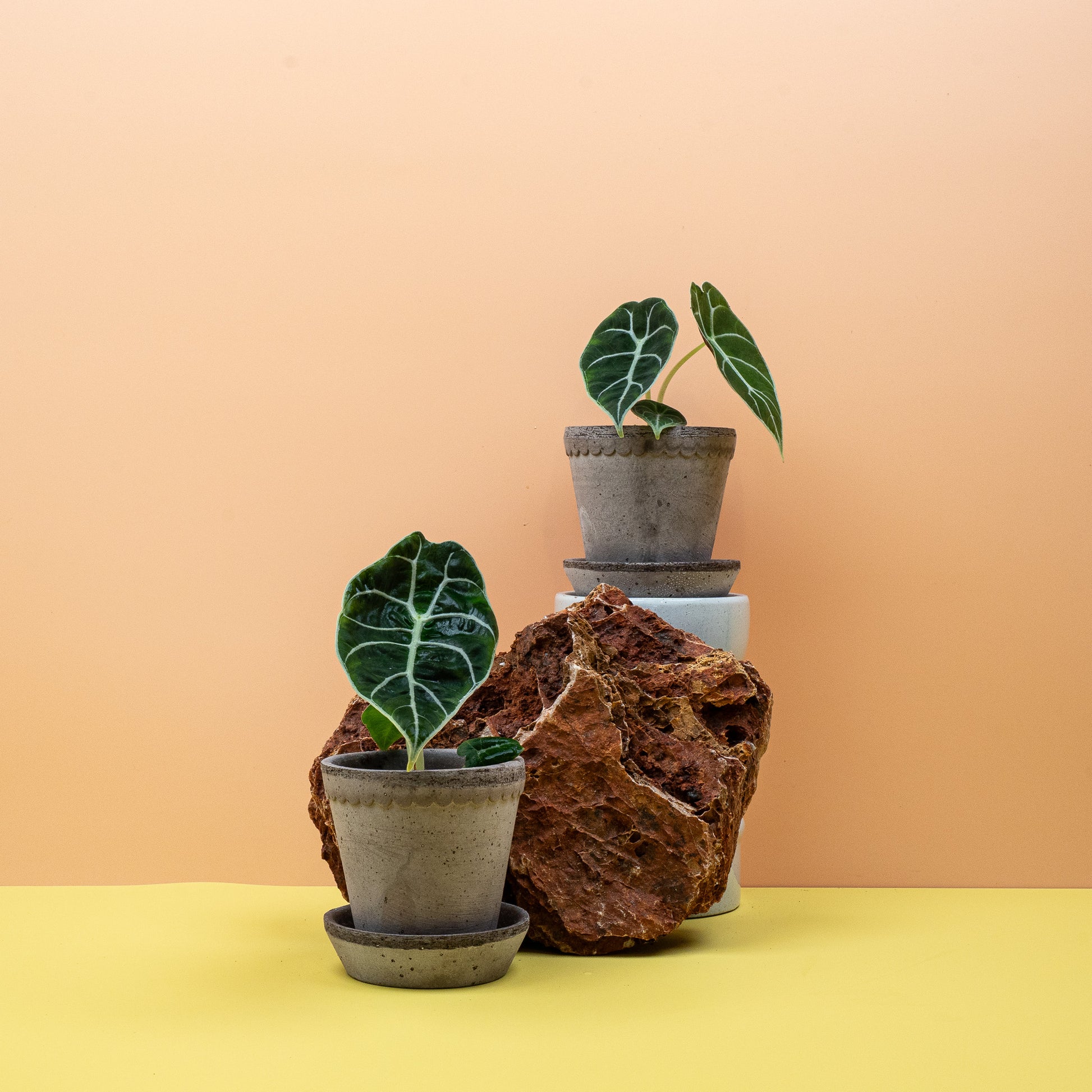 ALOCASIA WATSONIANA online bestellen bei potflourri