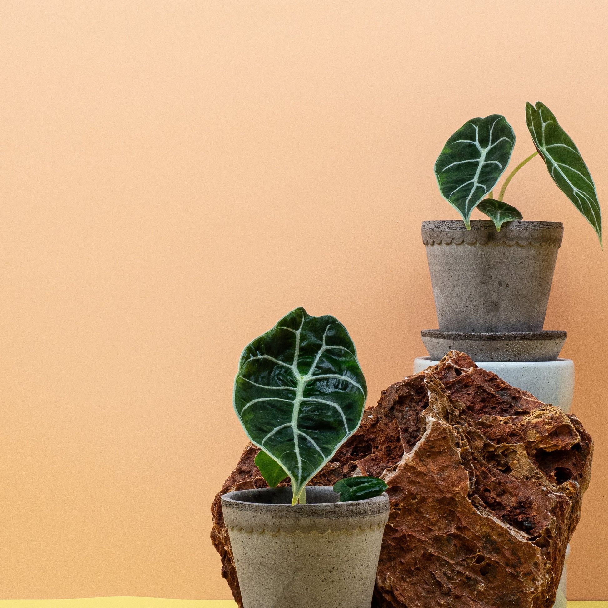 ALOCASIA WATSONIANA online bestellen bei potflourri