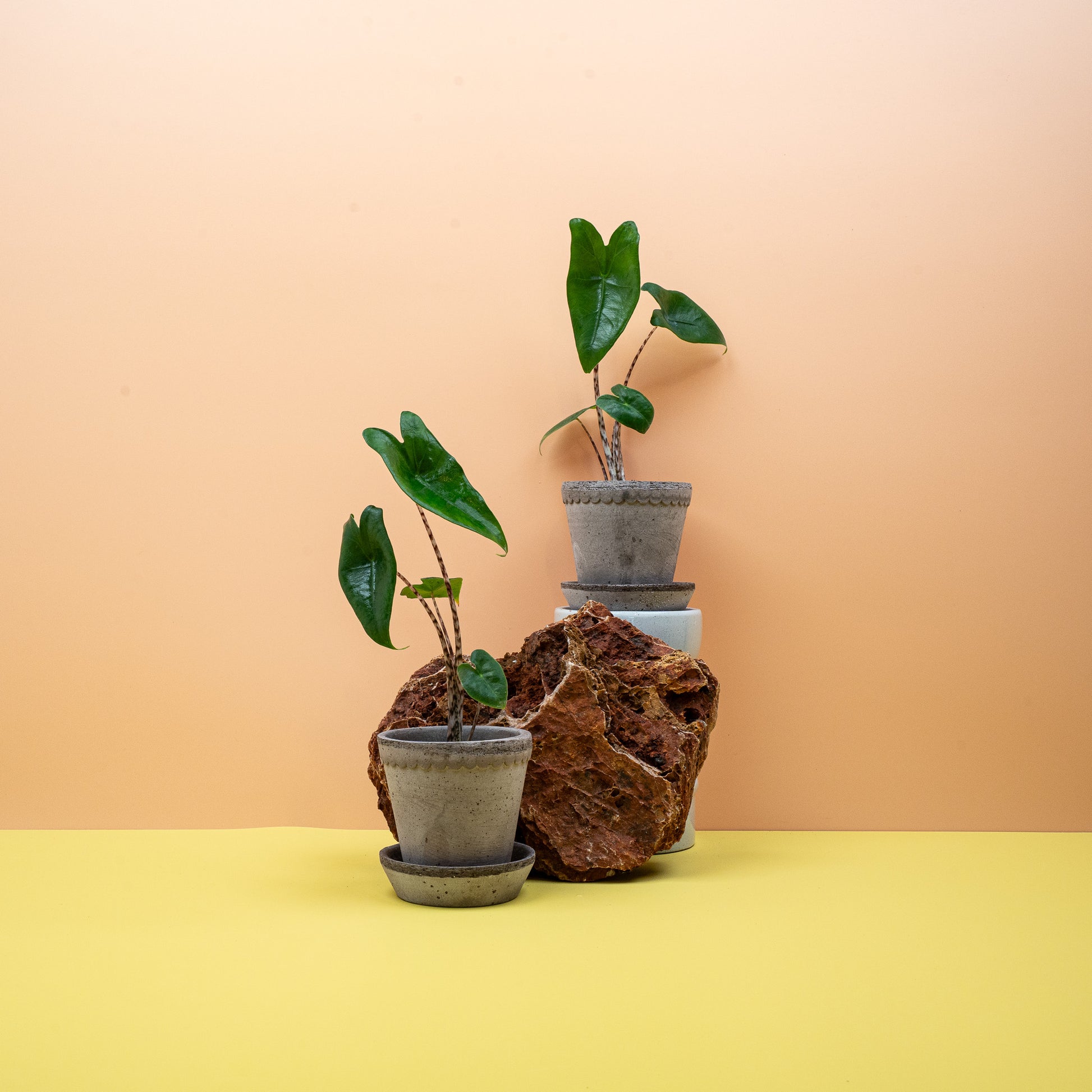 ALOCASIA ZEBRINA online bestellen bei potflourri