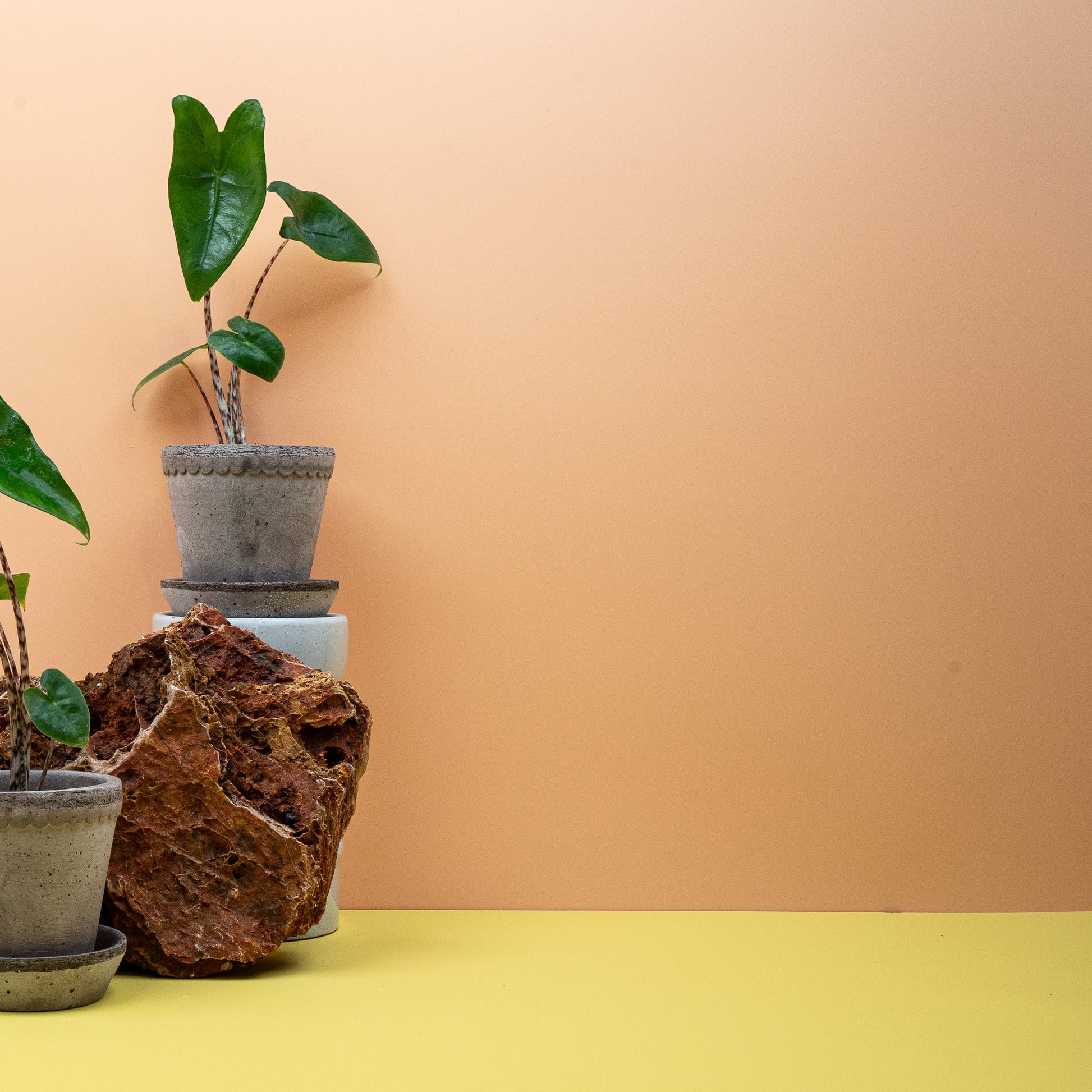 ALOCASIA ZEBRINA online bestellen bei potflourri