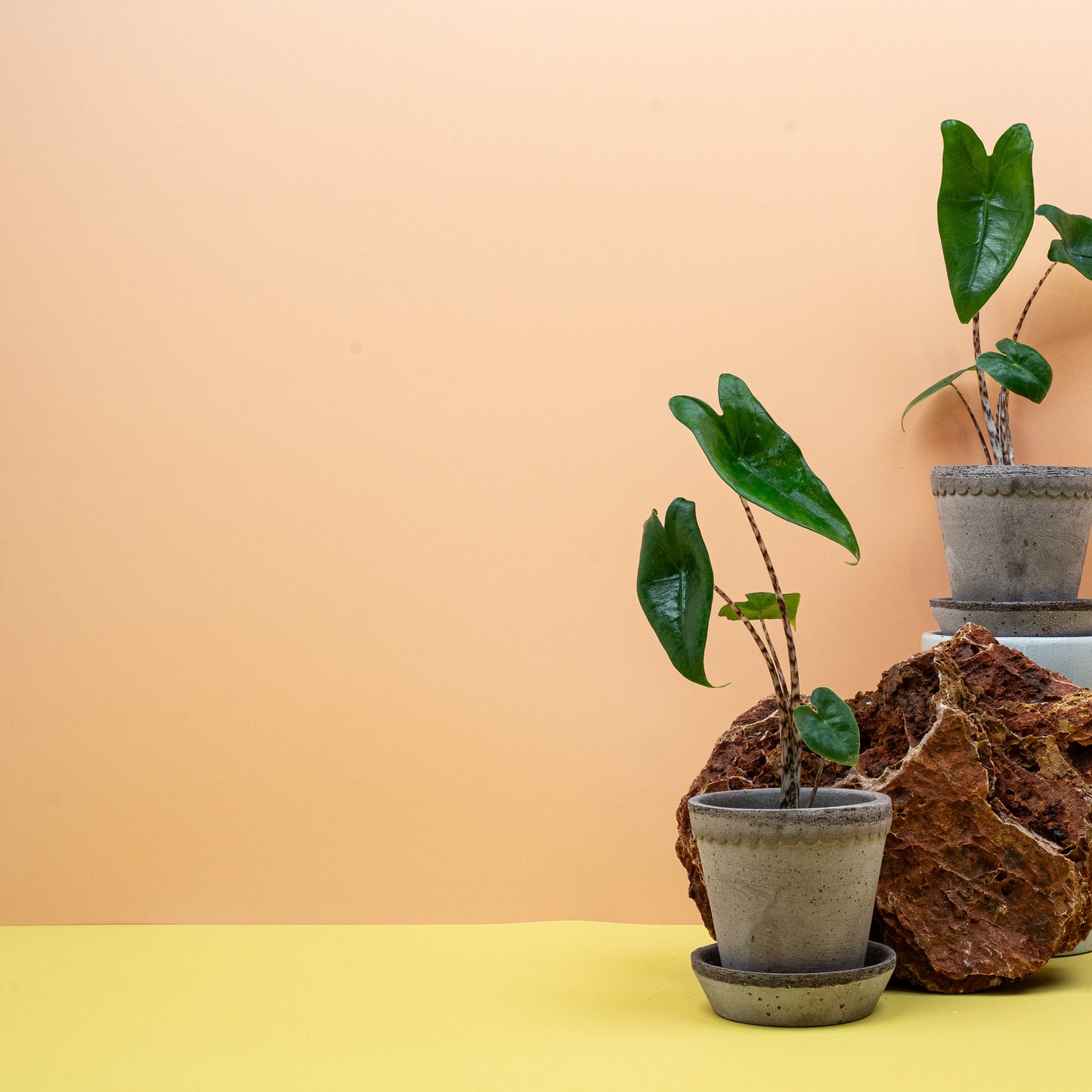 ALOCASIA ZEBRINA online bestellen bei potflourri