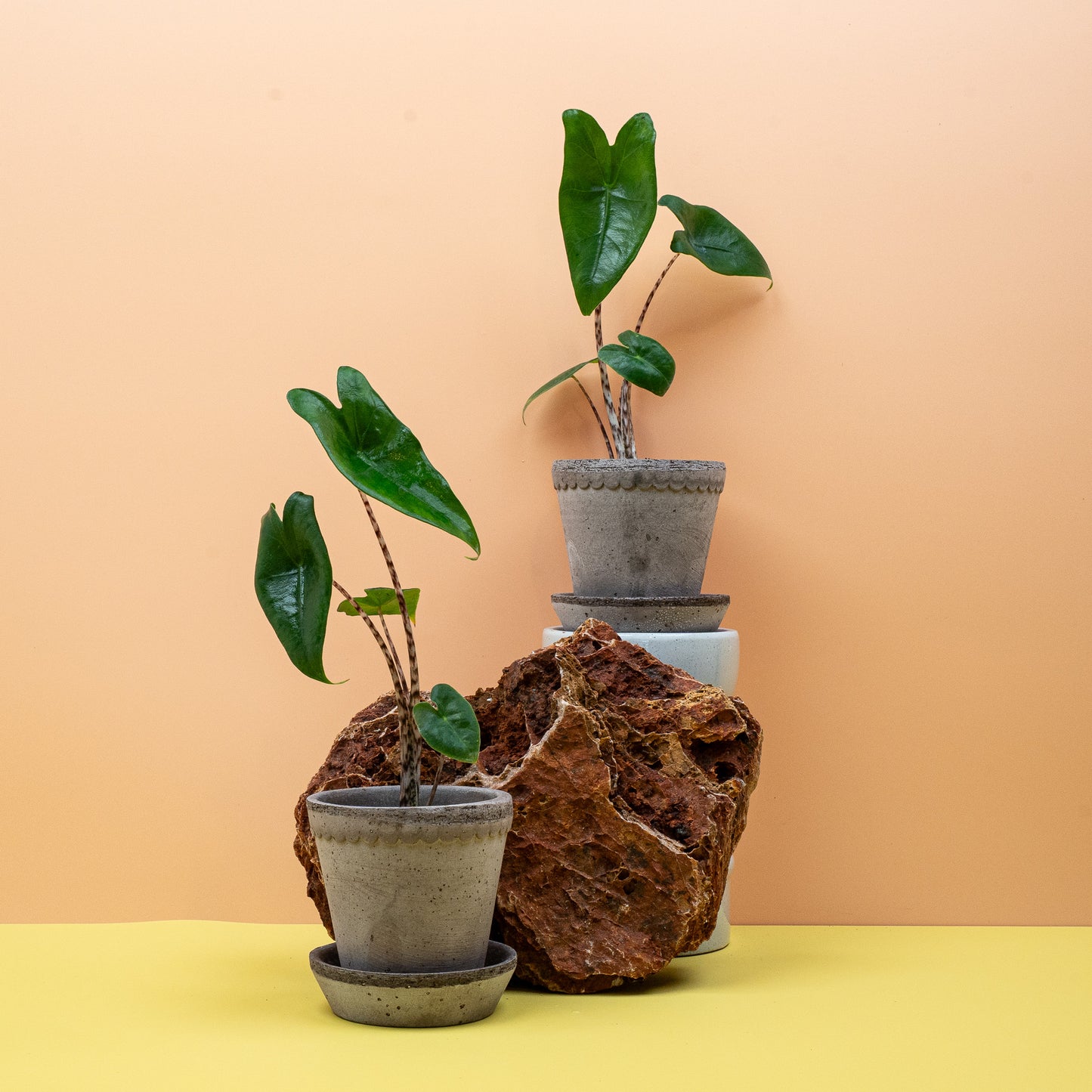 ALOCASIA ZEBRINA online bestellen bei potflourri