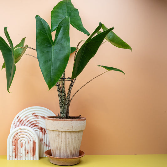 ALOCASIA ZEBRINA online bestellen bei potflourri