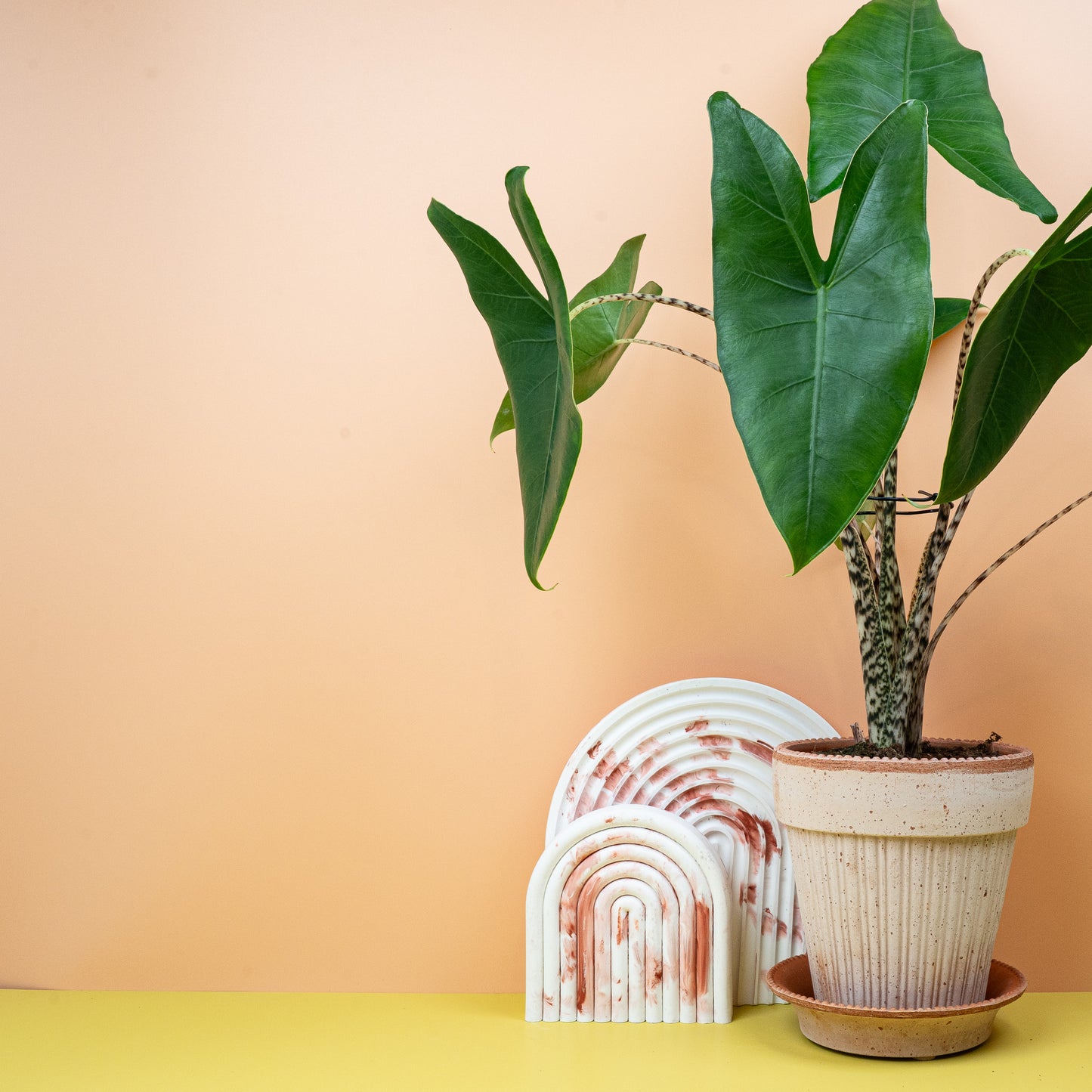 ALOCASIA ZEBRINA online bestellen bei potflourri