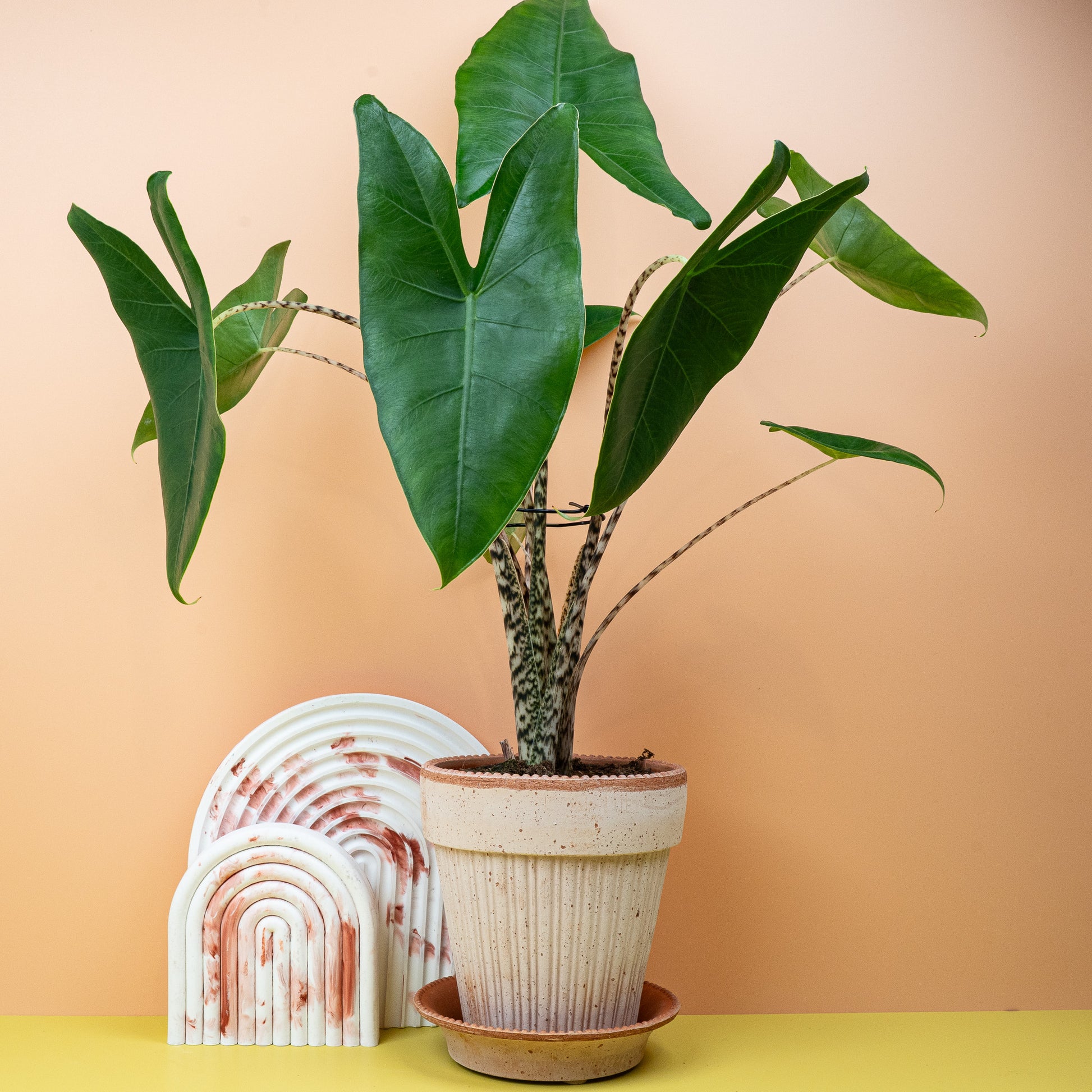 ALOCASIA ZEBRINA online bestellen bei potflourri