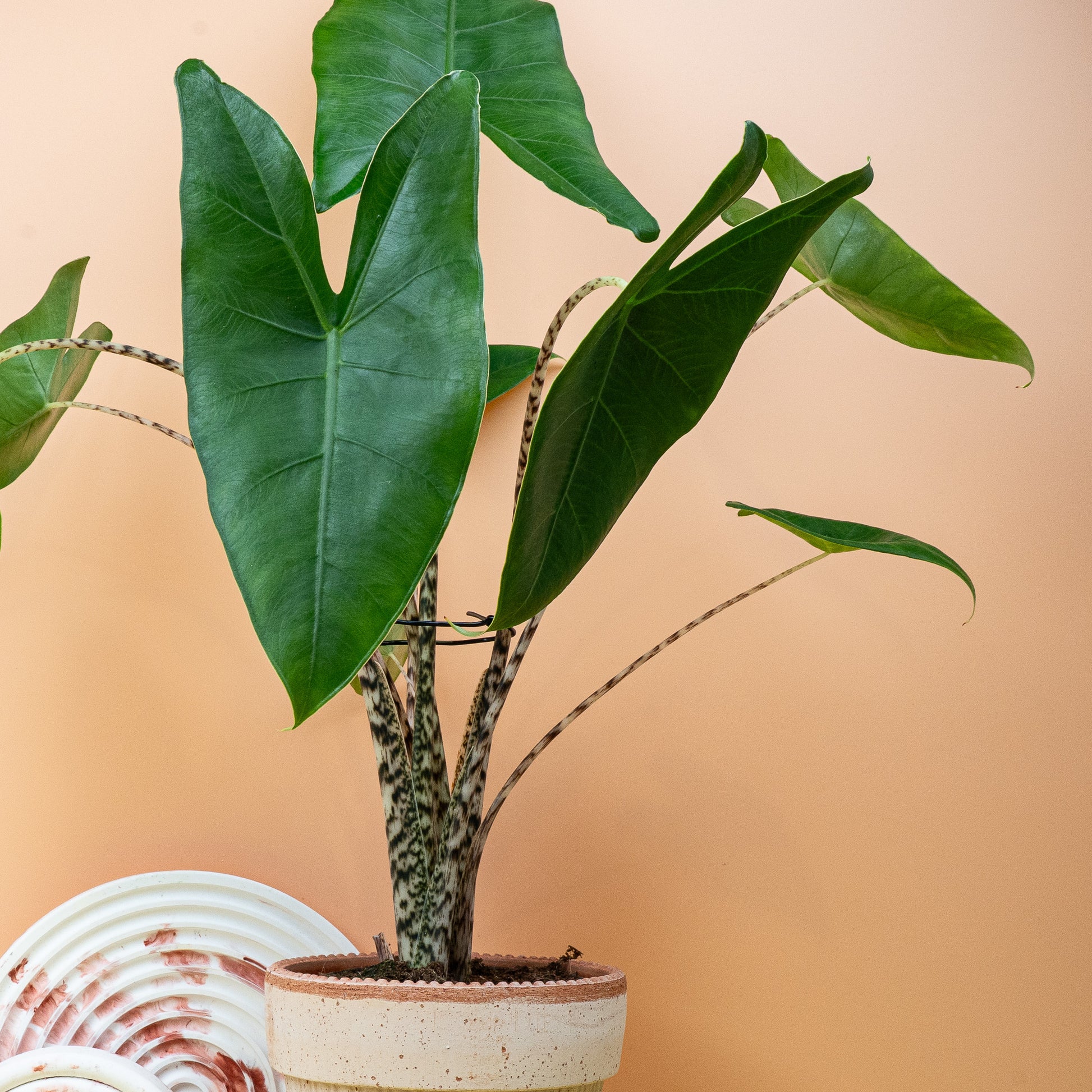 ALOCASIA ZEBRINA online bestellen bei potflourri