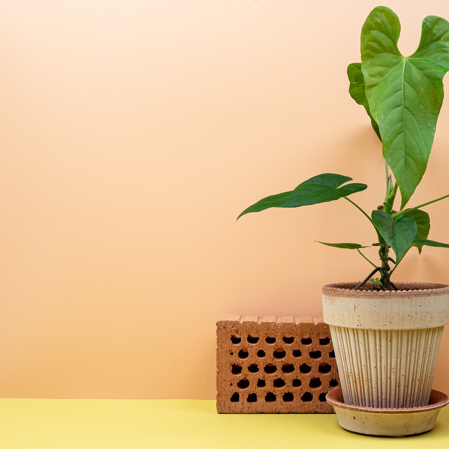 ANTHURIUM BALAOANUM online bestellen bei potflourri