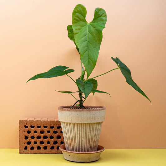 ANTHURIUM BALAOANUM online bestellen bei potflourri
