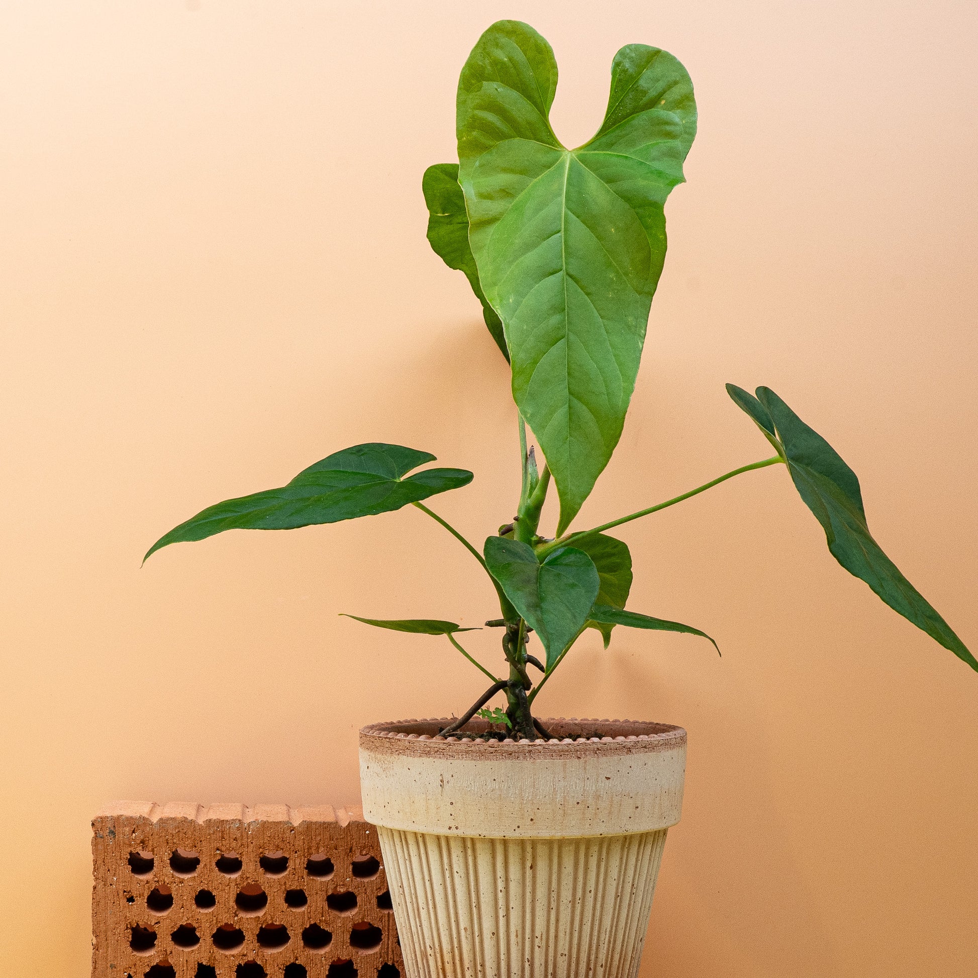 anthurium bestellen ANTHURIUM BALAOANUM kaufen bei potflourri