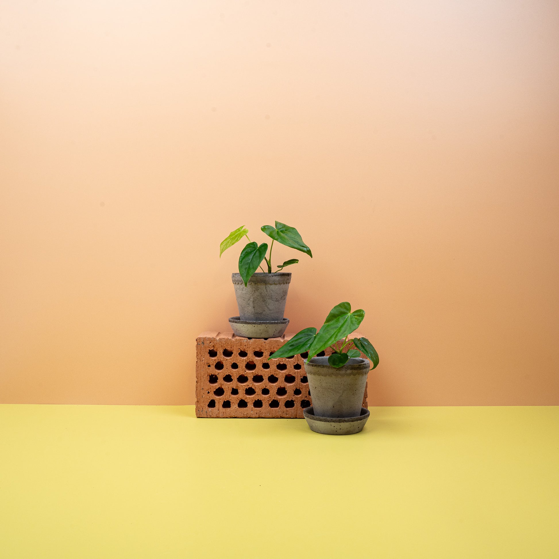 ANTHURIUM BALAOANUM online bestellen bei potflourri