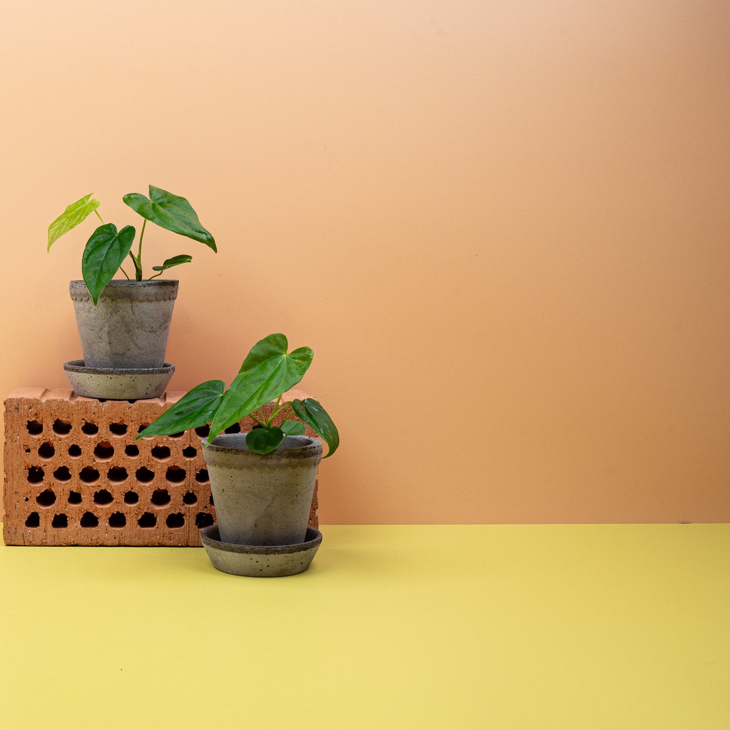 ANTHURIUM BALAOANUM online bestellen bei potflourri