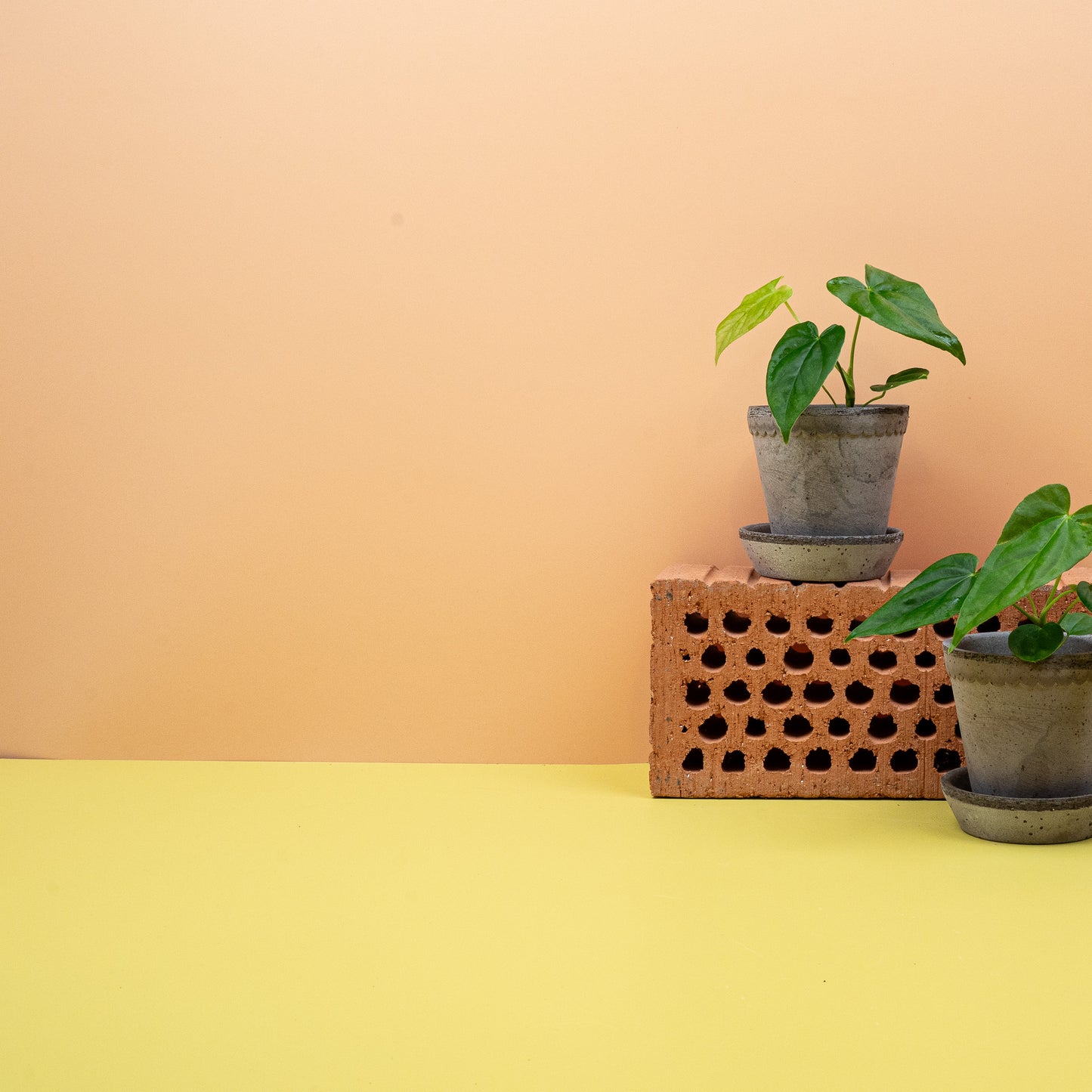 ANTHURIUM BALAOANUM online bestellen bei potflourri