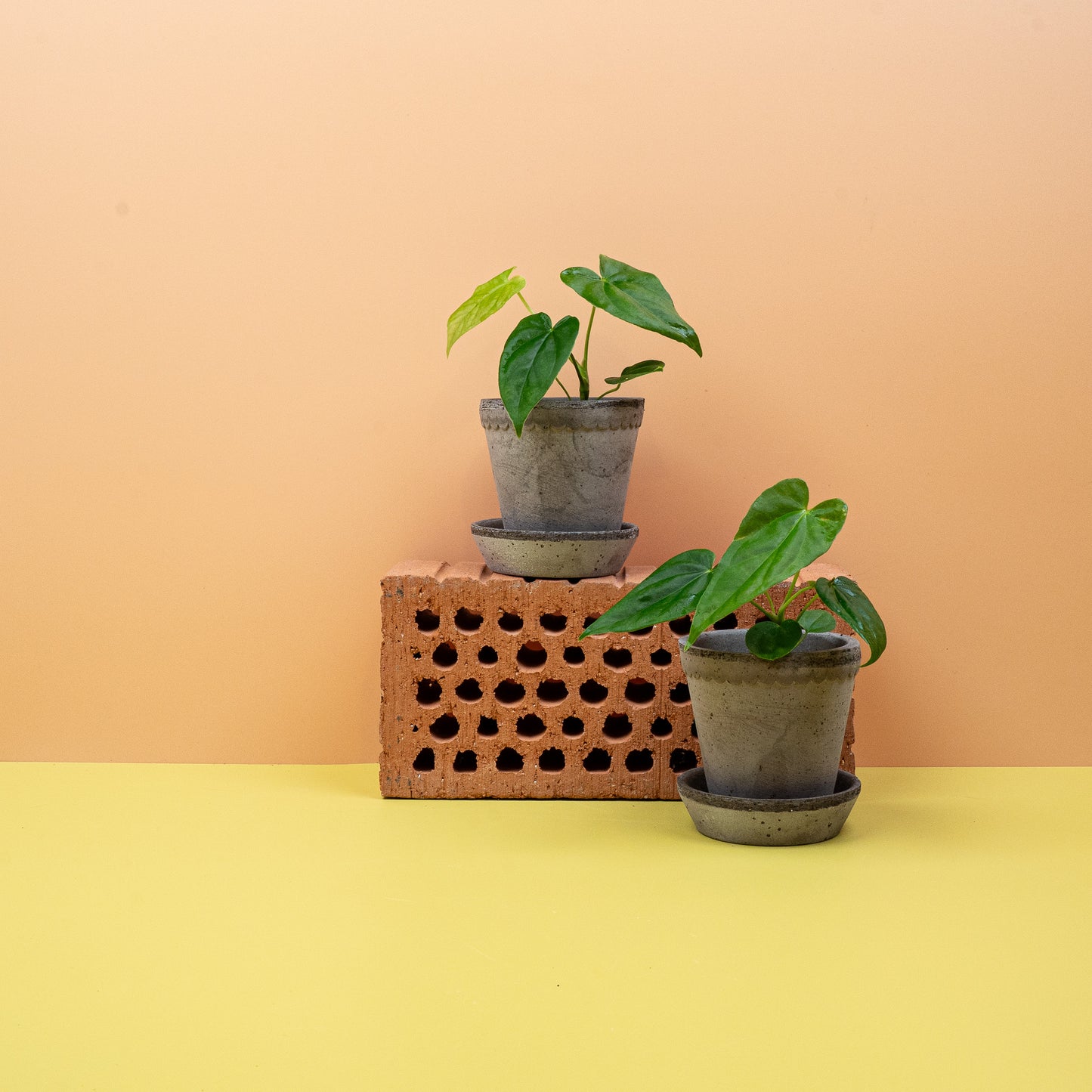 ANTHURIUM BALAOANUM online bestellen bei potflourri