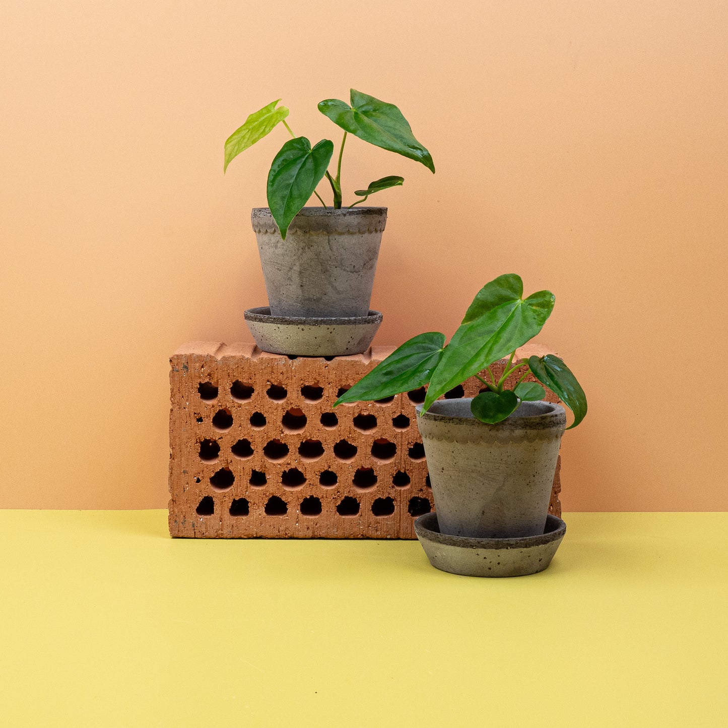 ANTHURIUM BALAOANUM online bestellen bei potflourri