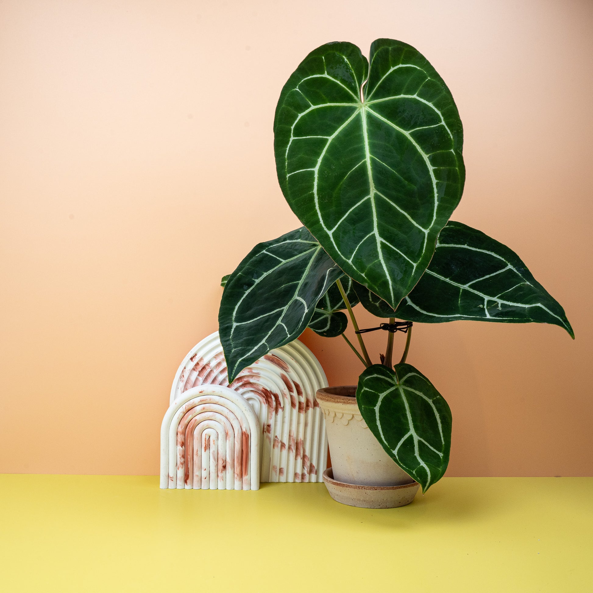 ANTHURIUM CHRYSTALLINUM online bestellen bei potflourri