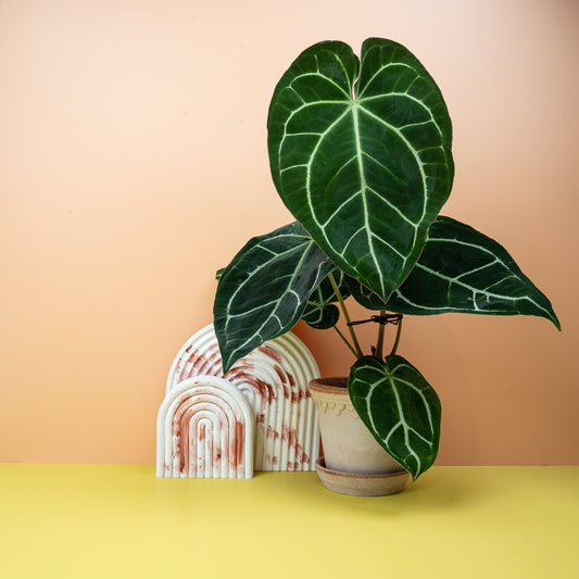 ANTHURIUM CHRYSTALLINUM online bestellen bei potflourri