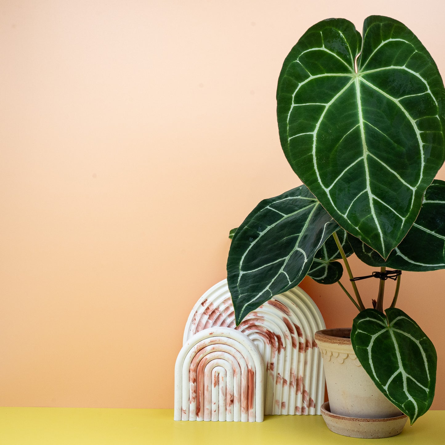 ANTHURIUM CHRYSTALLINUM online bestellen bei potflourri
