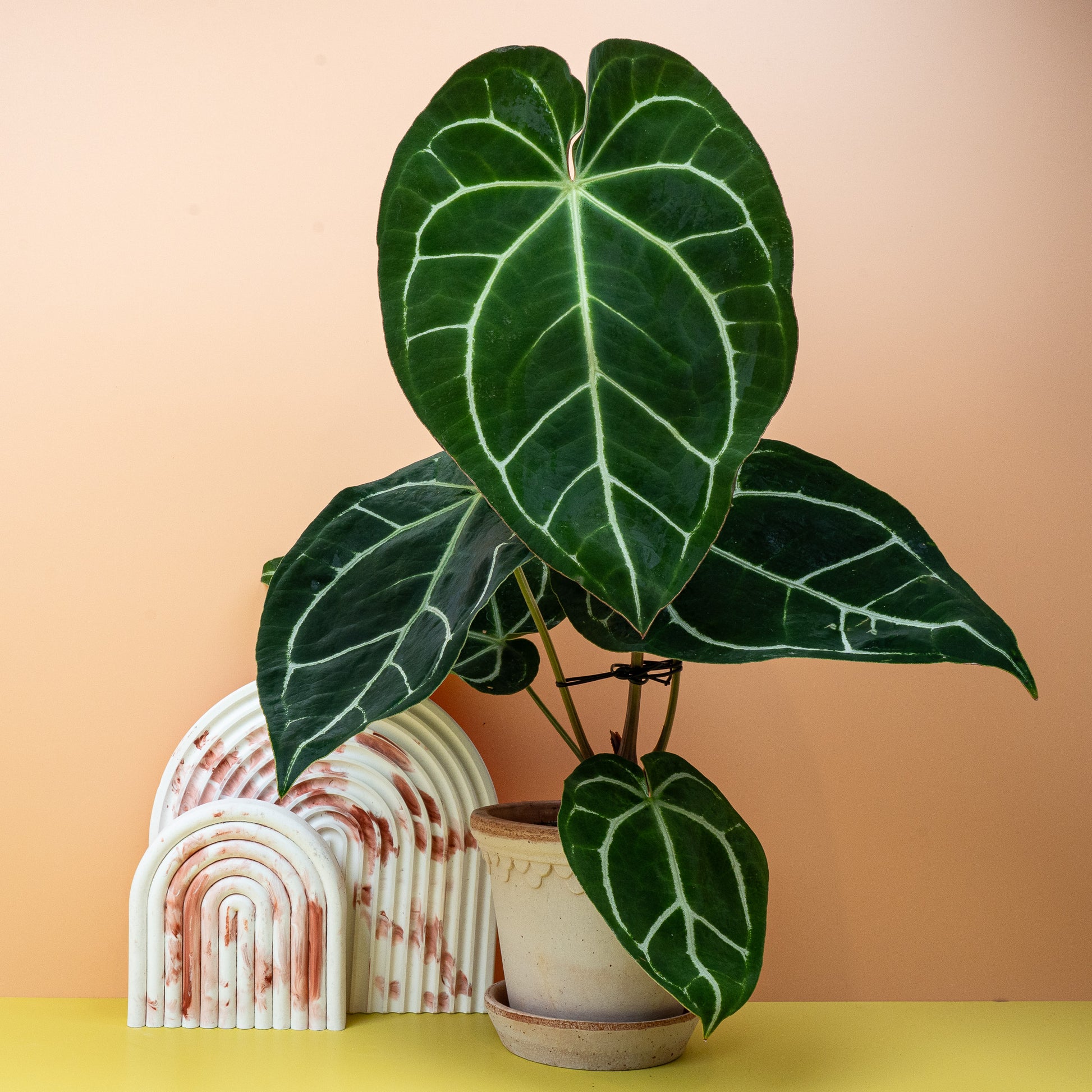 anthurium pflanze ANTHURIUM CRYSTALLINUM online kaufen bei potflourri