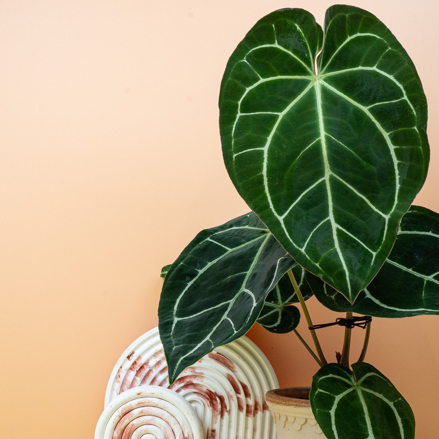 ANTHURIUM CHRYSTALLINUM online bestellen bei potflourri