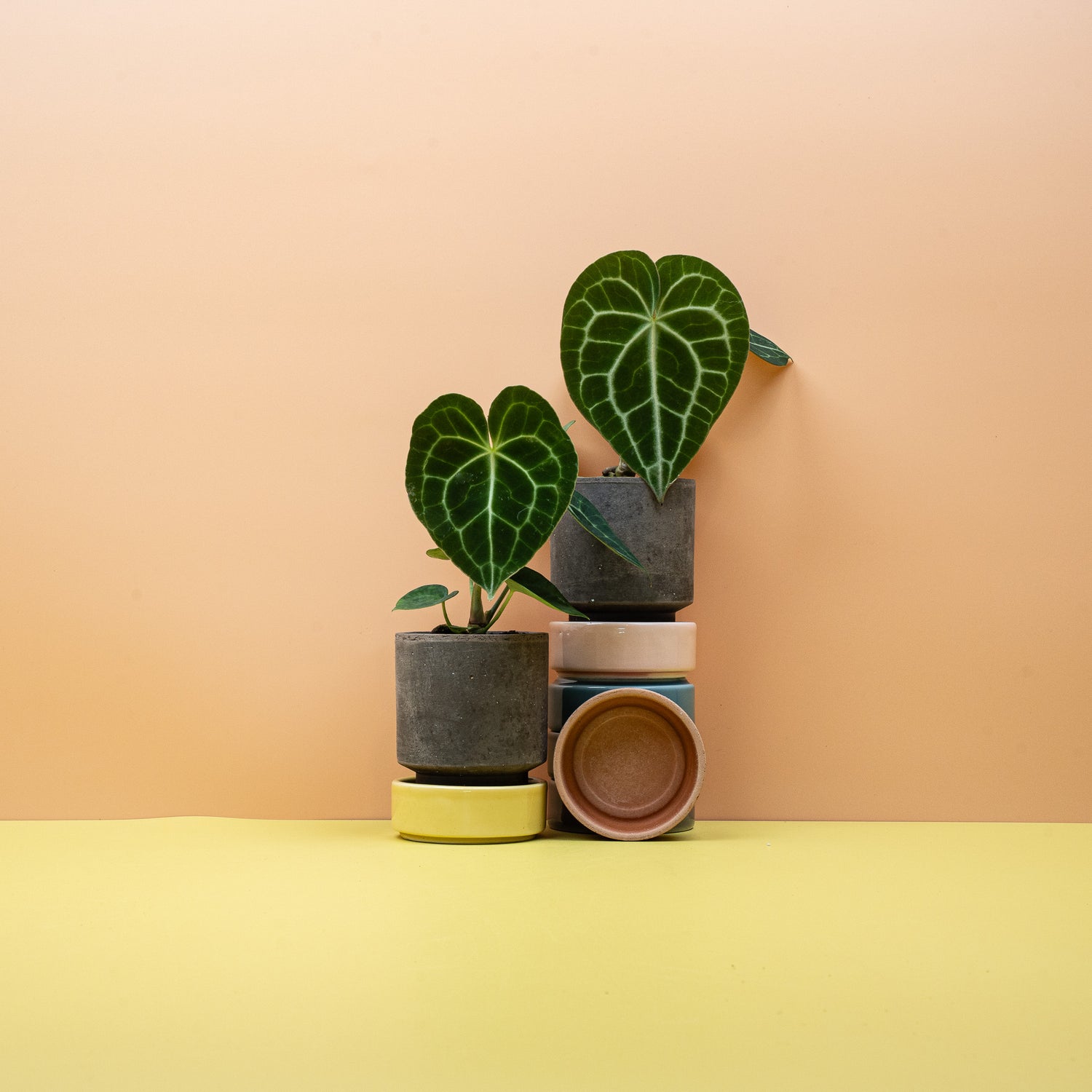 Anthurium – dekorative Pflanze in strukturreichem Substrat mit Perlit und Pinienrinde
