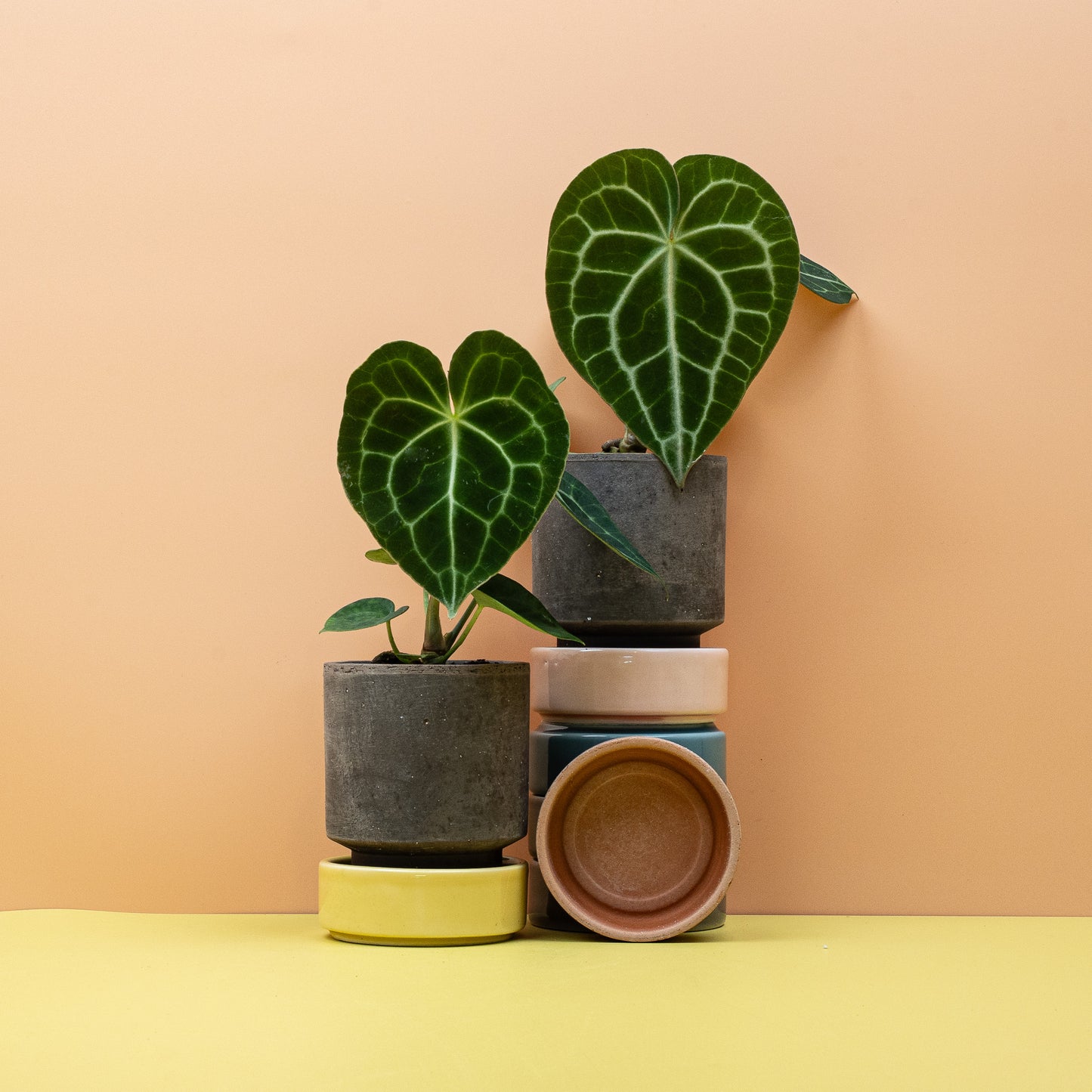 anthurium clarinervium kaufen ANTHURIUM CLARINERVIUM online kaufen bei potflourri
