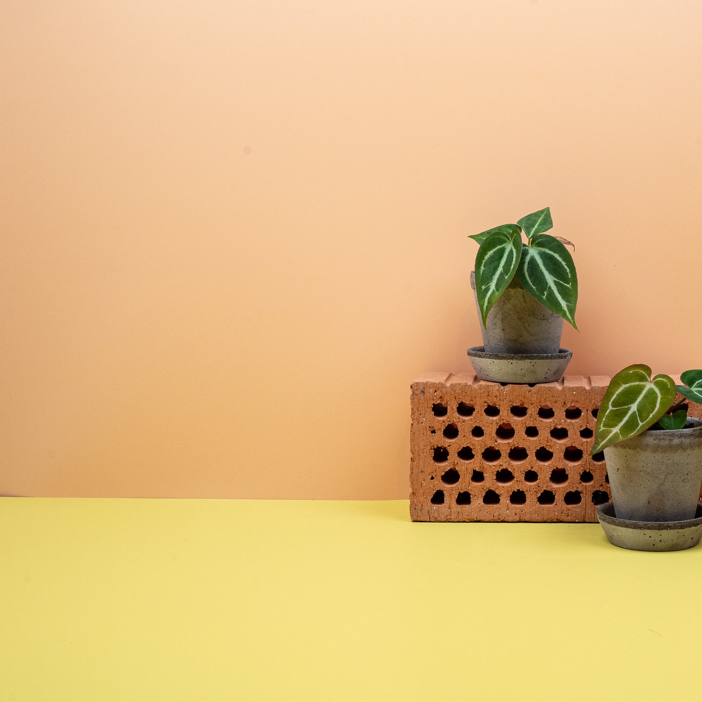 ANTHURIUM CHRYSTALLINUM online bestellen bei potflourri