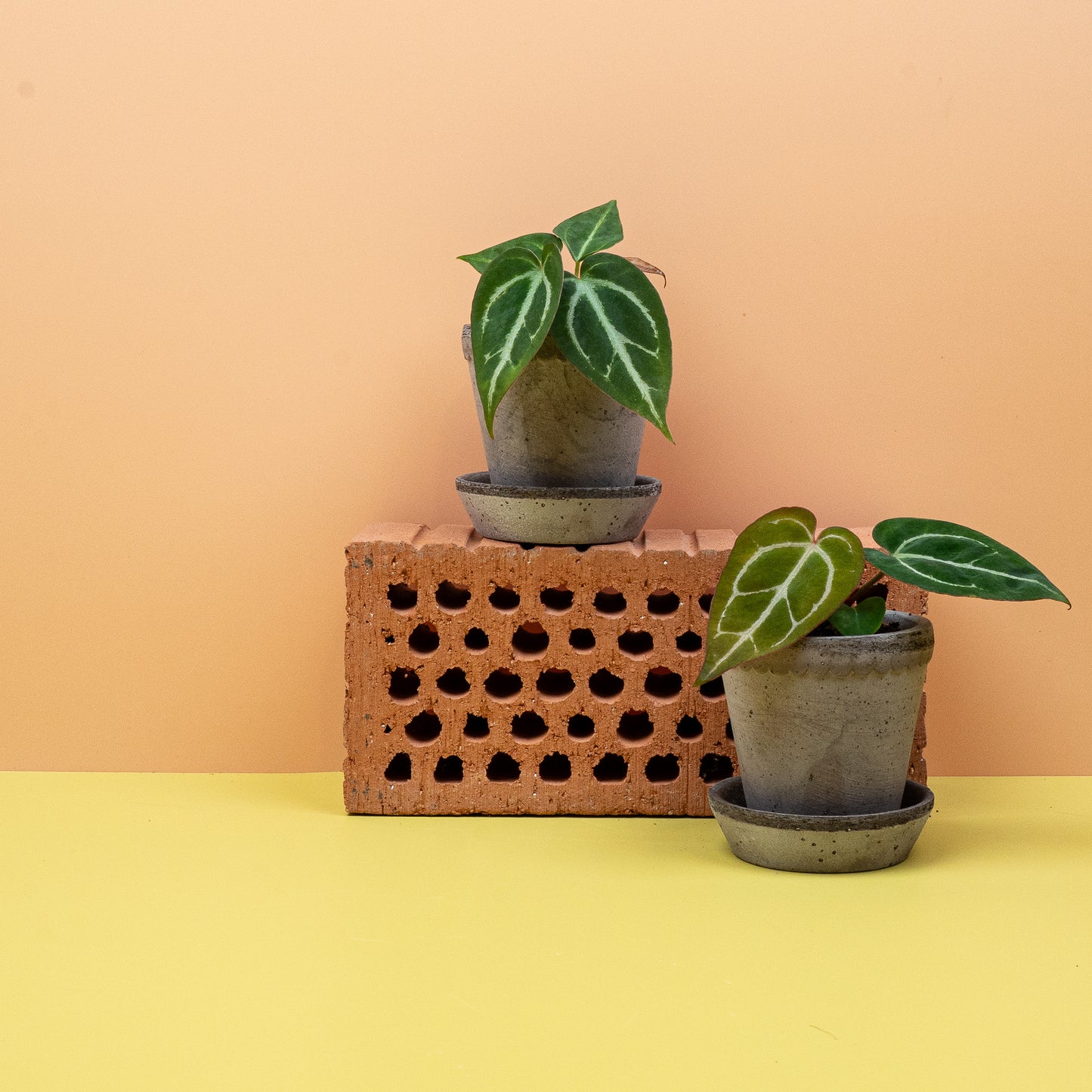 ANTHURIUM CHRYSTALLINUM online bestellen bei potflourri