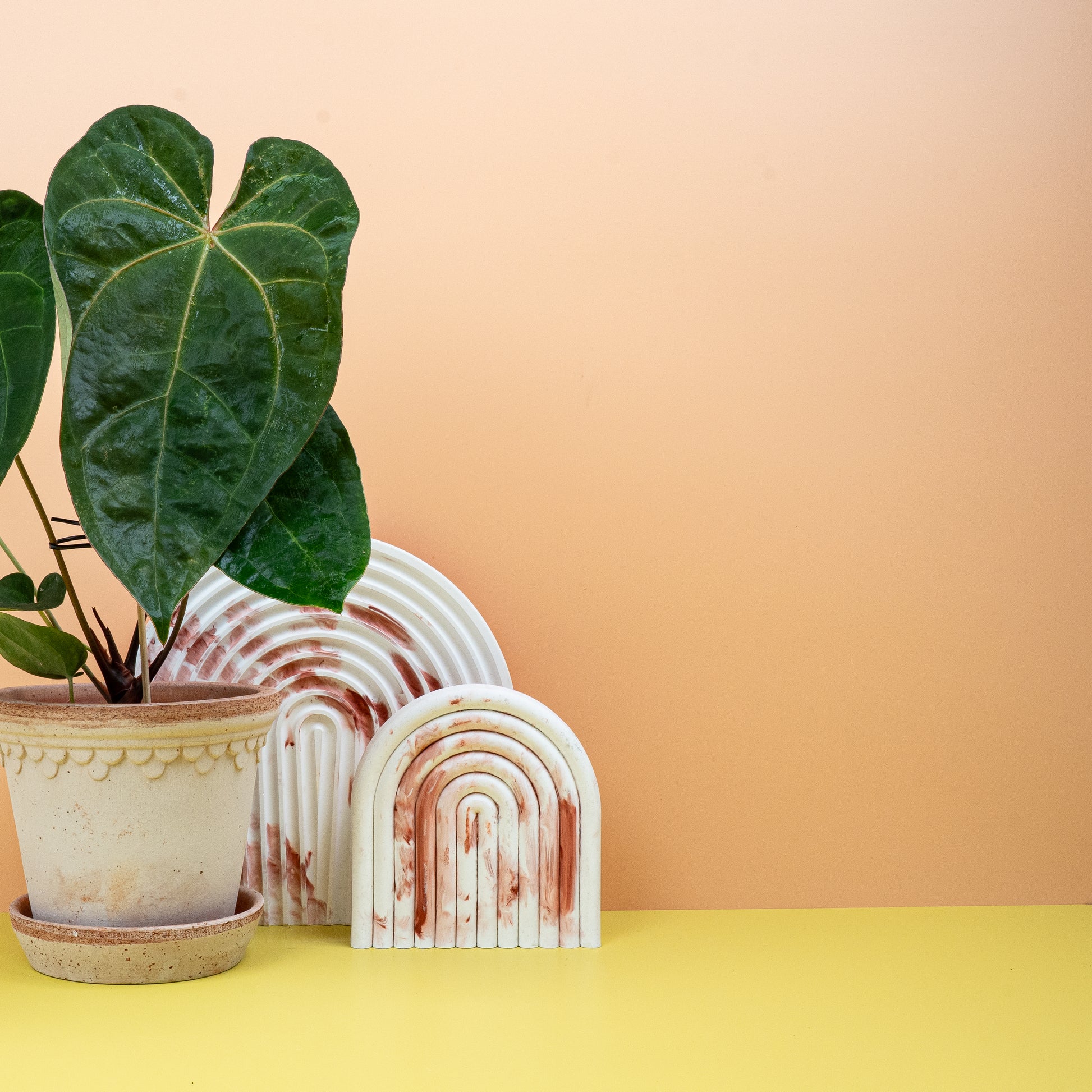 ANTHURIUM DARK PHOENIX online bestellen bei potflourri
