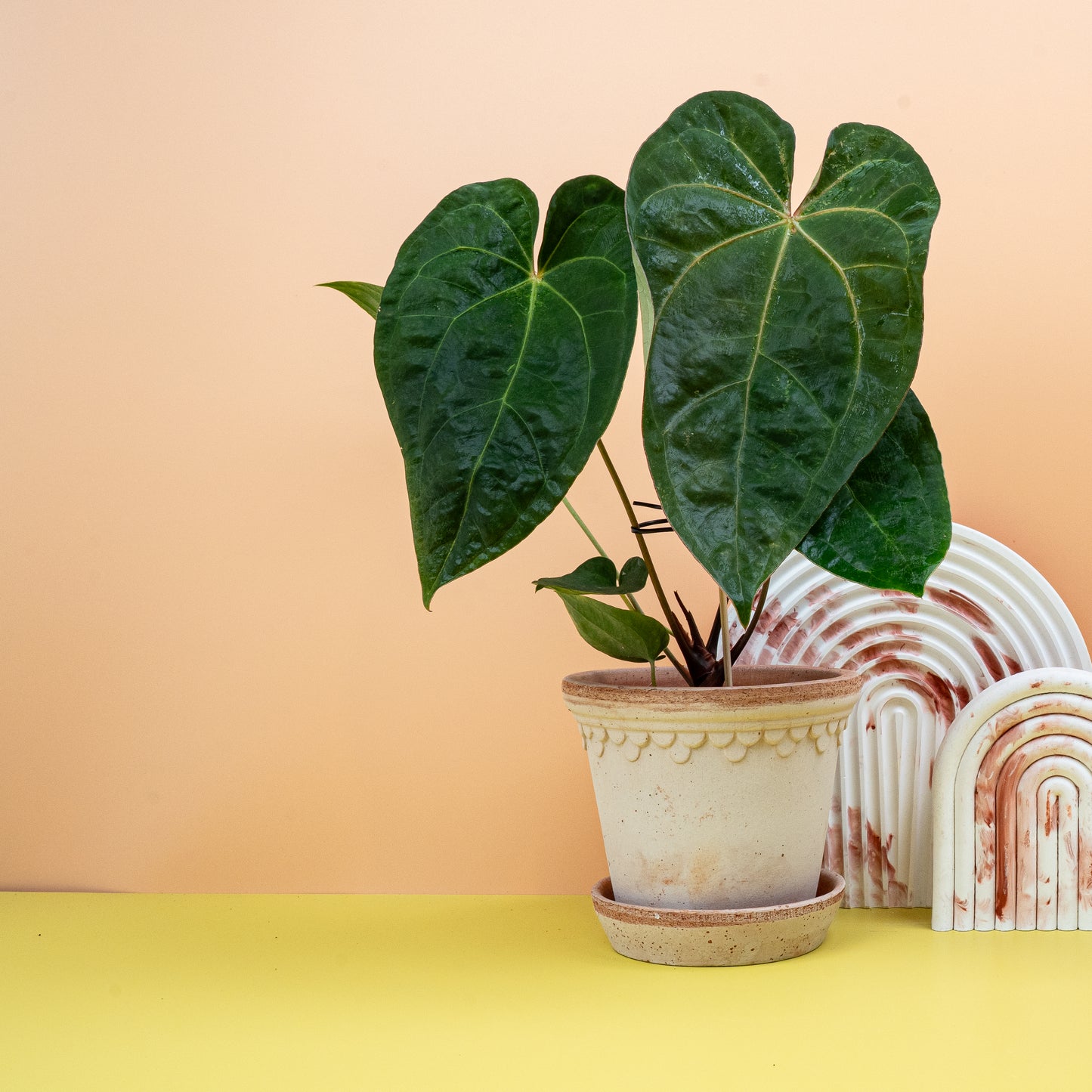 ANTHURIUM DARK PHOENIX online bestellen bei potflourri