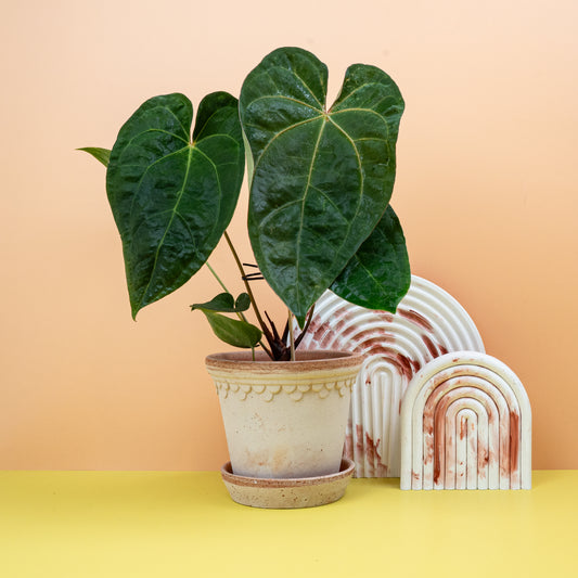 ANTHURIUM DARK PHOENIX online bestellen bei potflourri