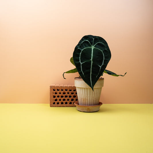 ANTHURIUM FORGETTI online bestellen bei potflourri