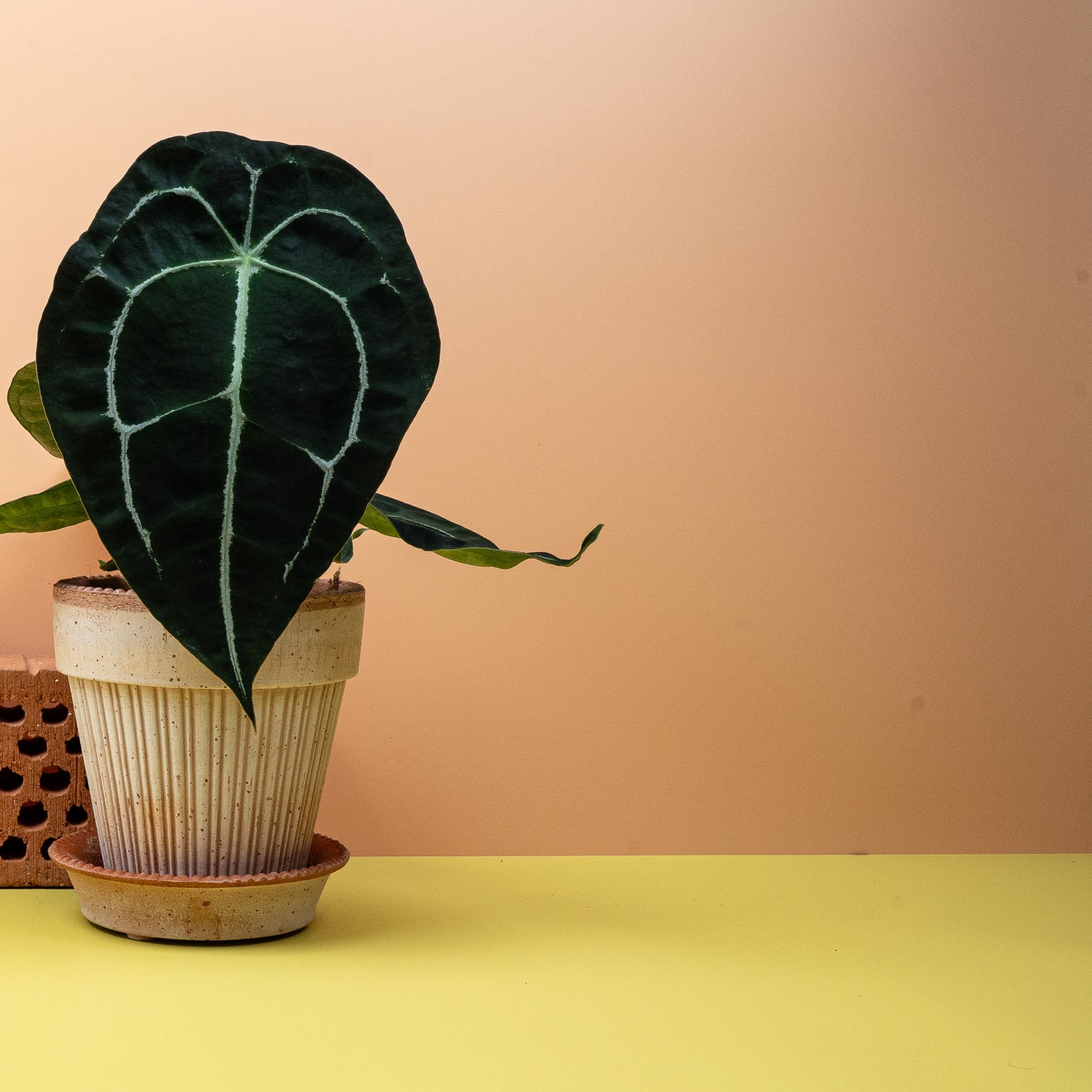 ANTHURIUM FORGETTI online bestellen bei potflourri