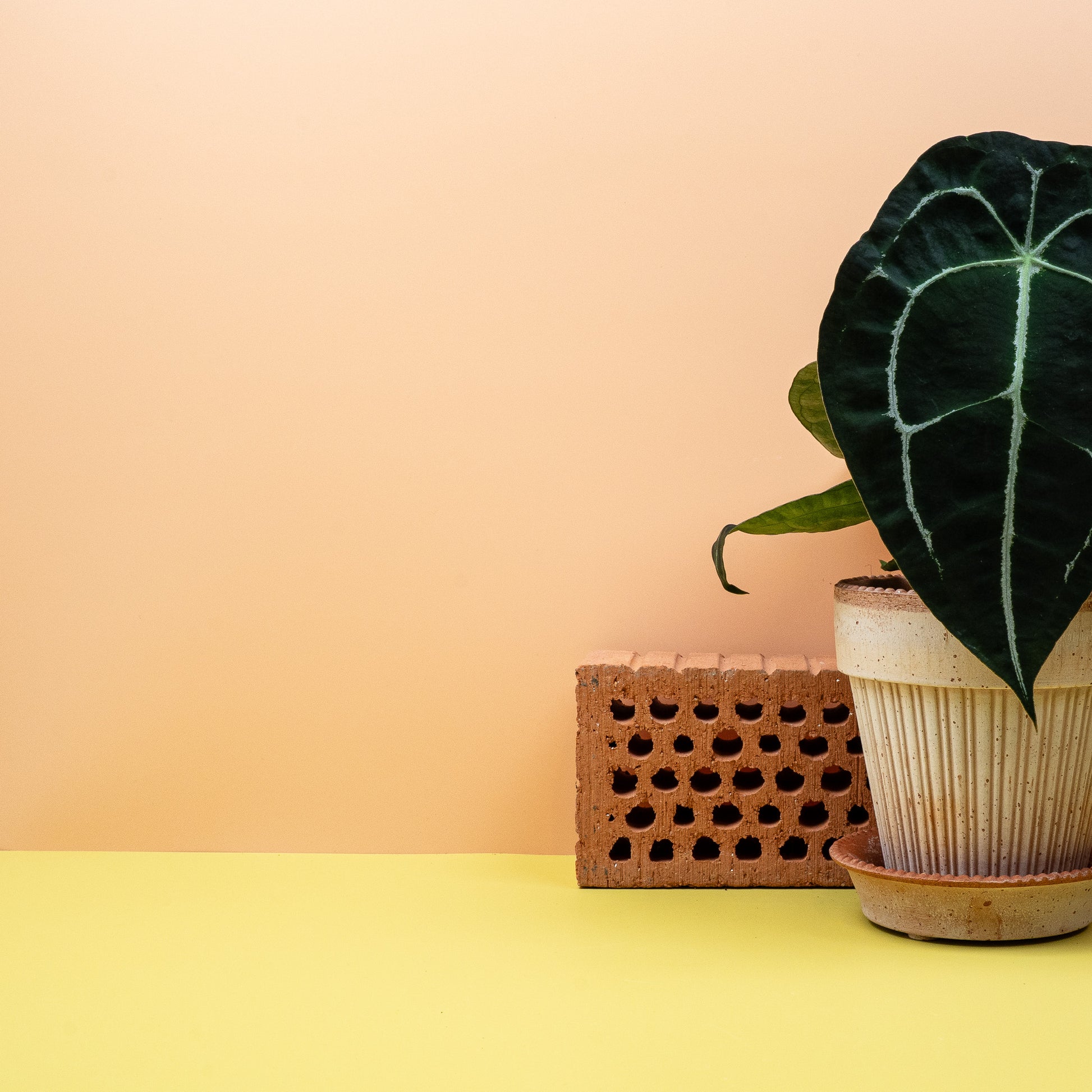 ANTHURIUM FORGETTI online bestellen bei potflourri