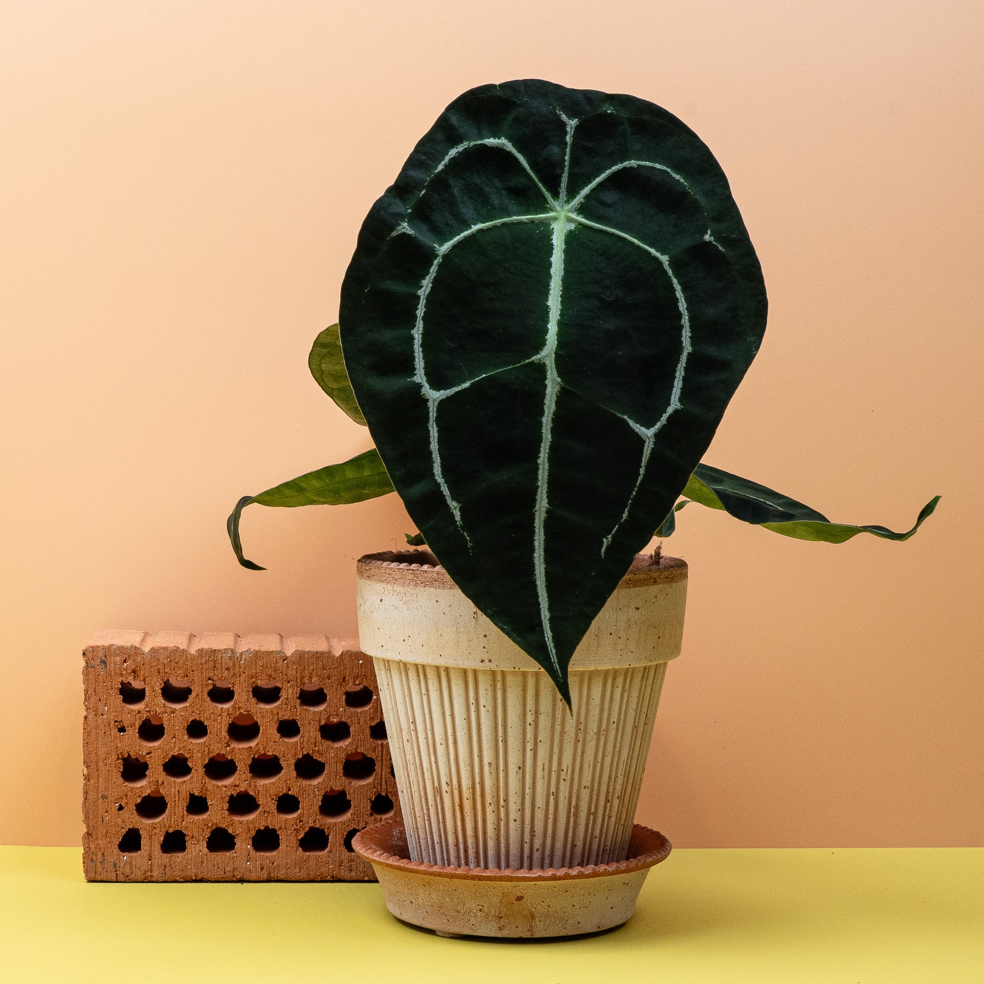 ANTHURIUM FORGETTI online bestellen bei potflourri