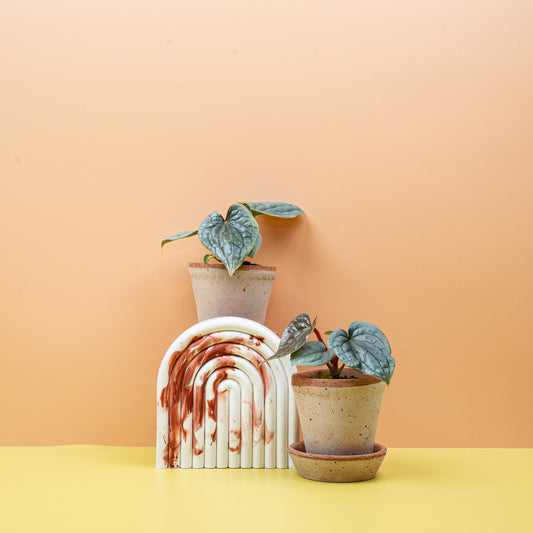 ANTHURIUM LUCURIANS X RADICANS online bestellen bei potflourri